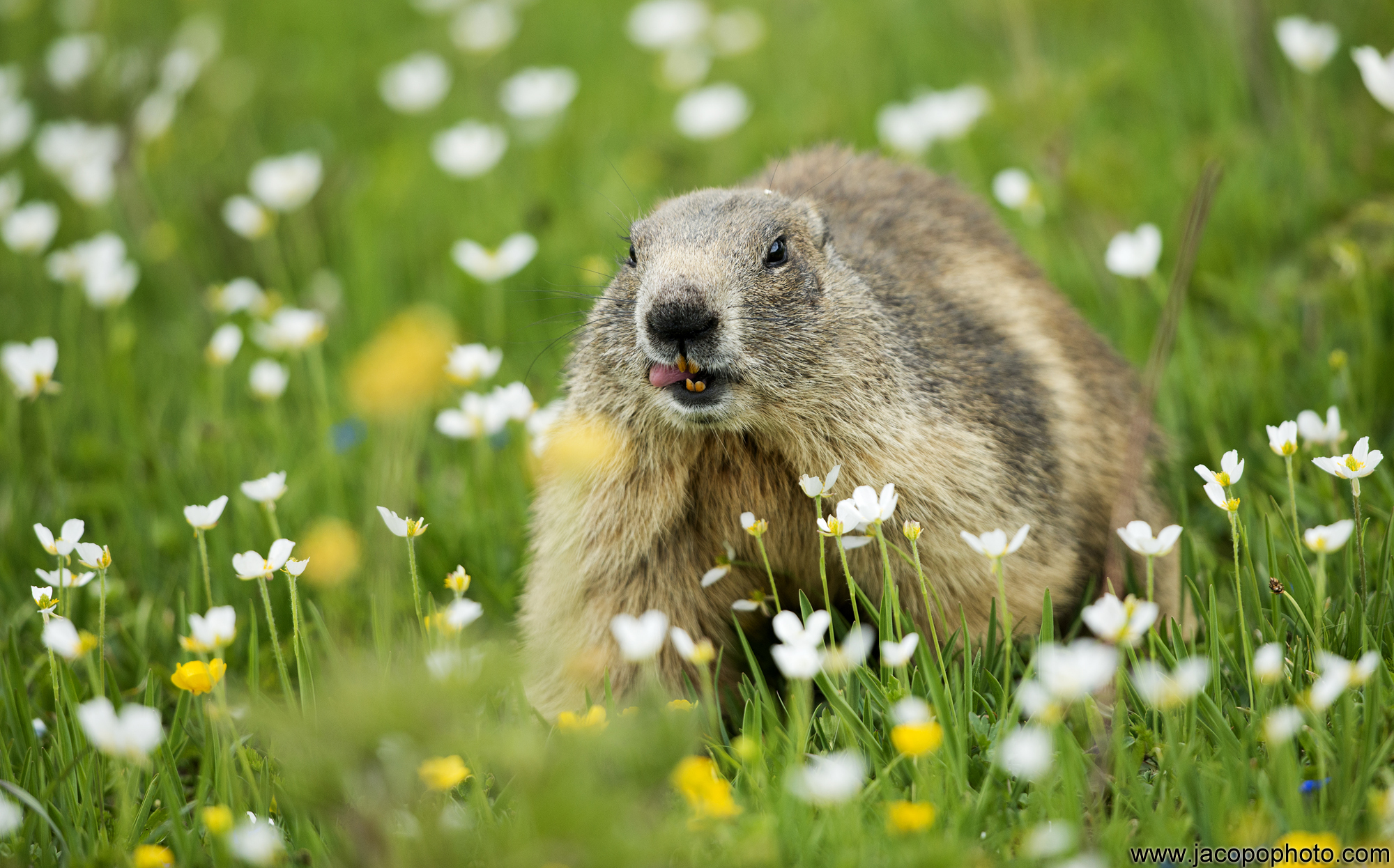 Marmot