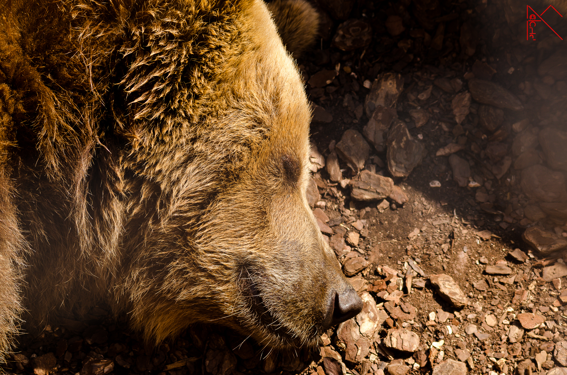 The teddy bear Bruno