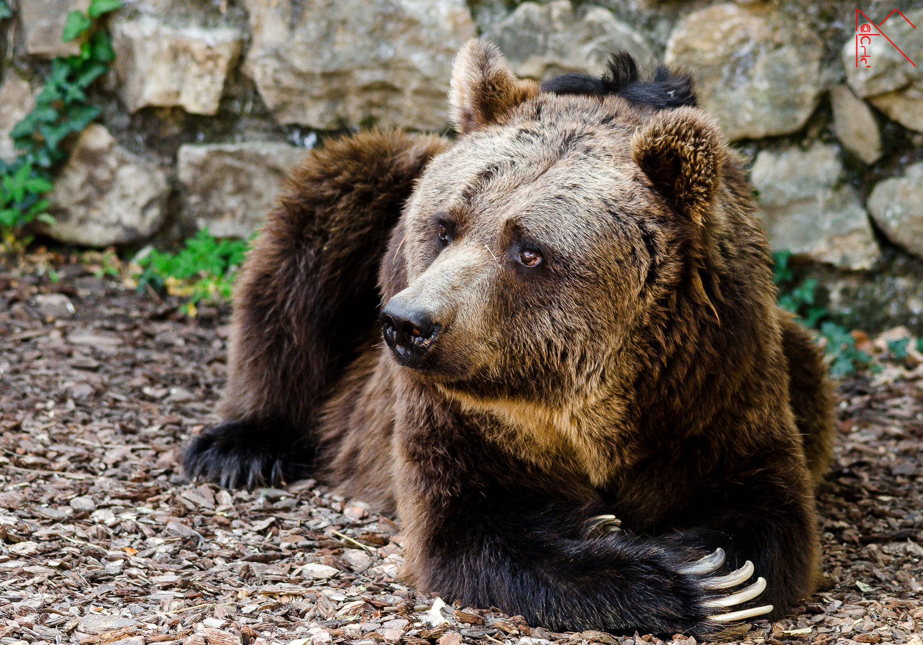 Ma che c'avranno da guardà?!?!