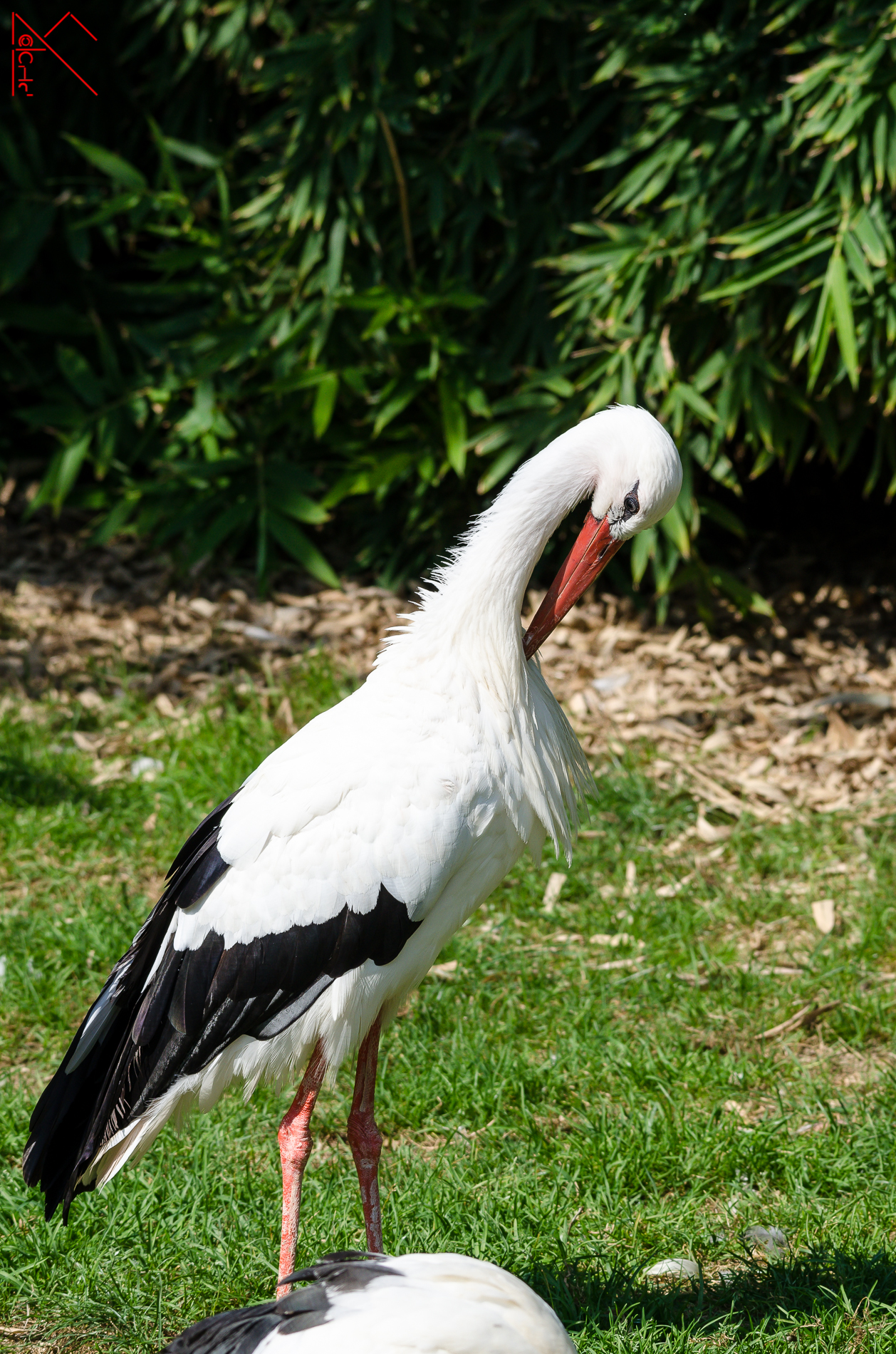 White Stork