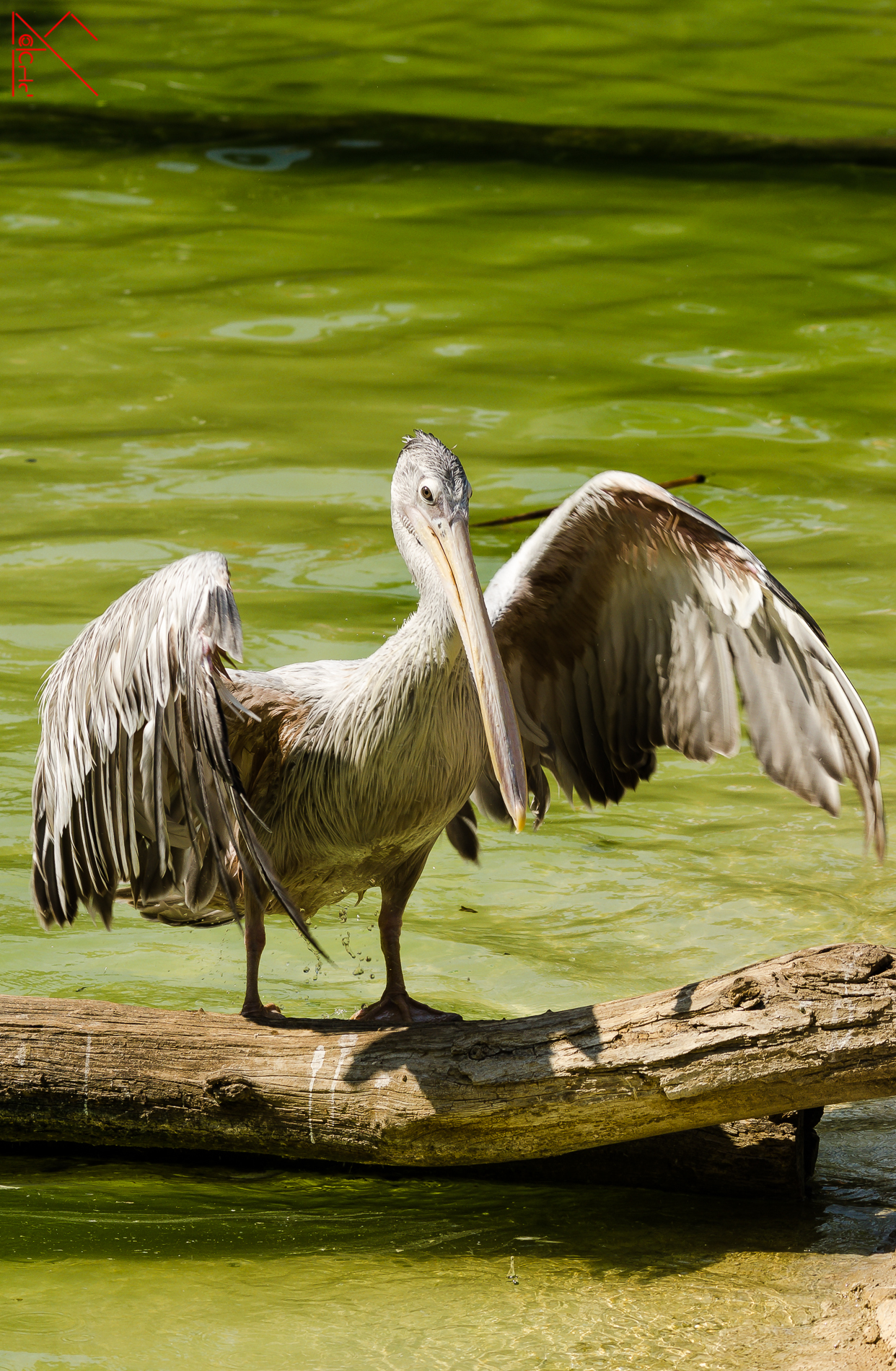 Pelican
