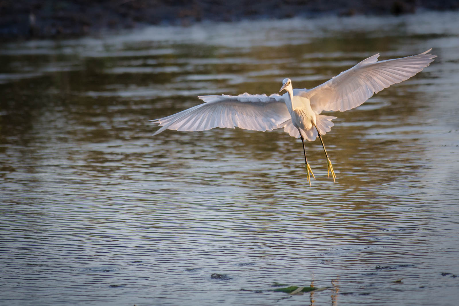 Landing at sunset