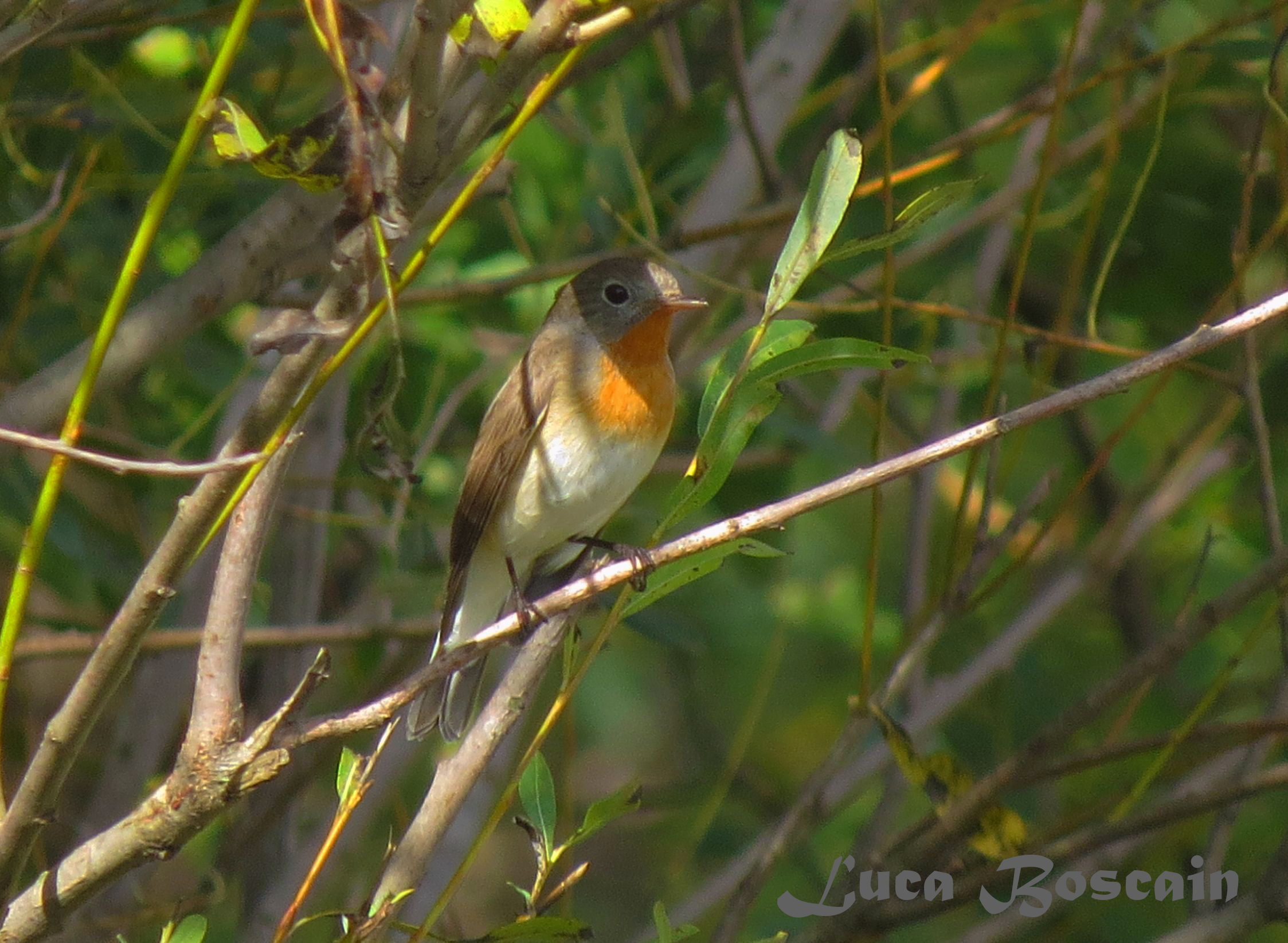 Breasted flycatcher