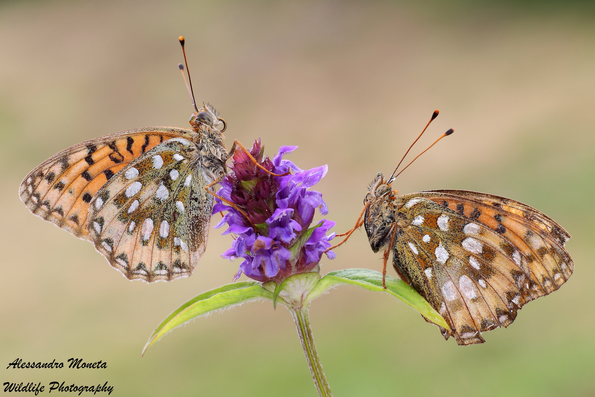 Pair of Argynnis Aglaja