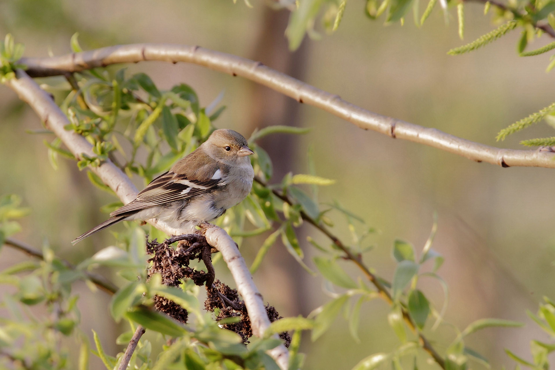 finch juv.