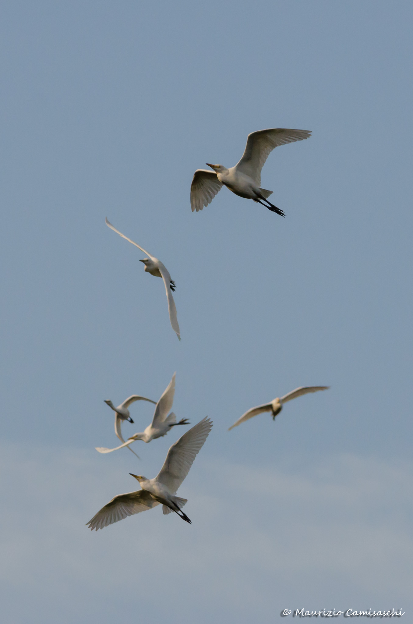 Egret in flight