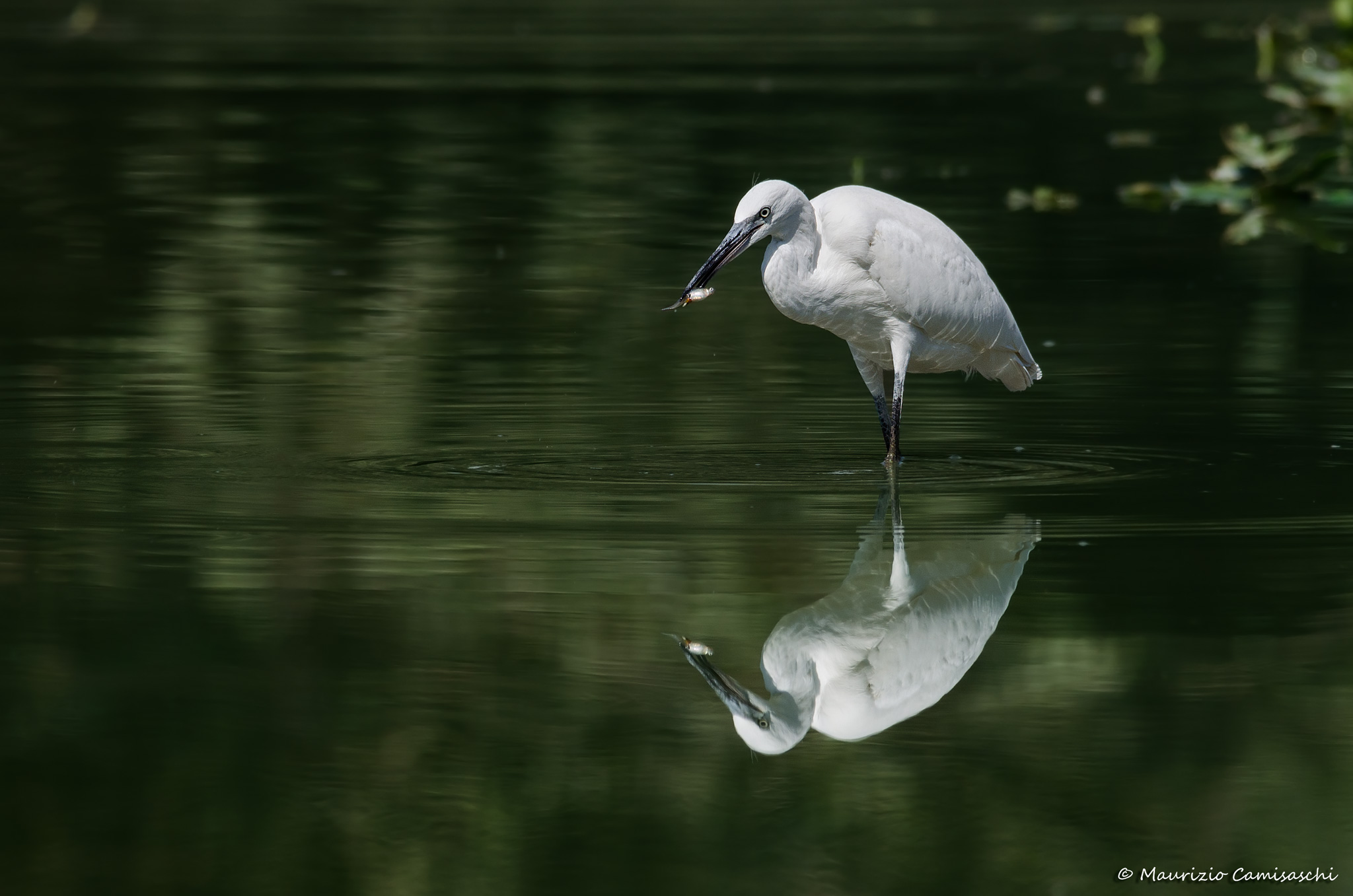 Egret with small prey