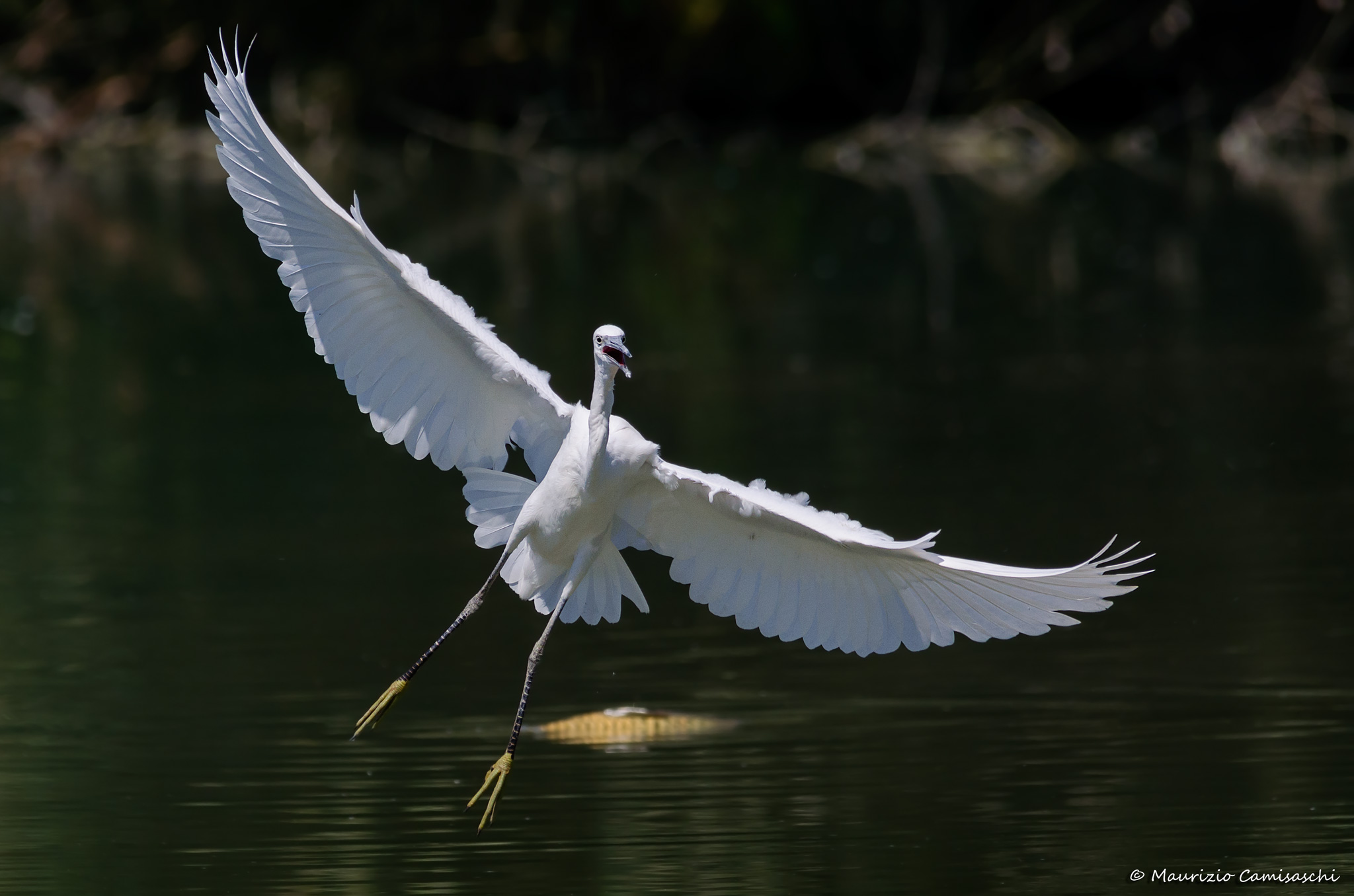 Egret incoming
