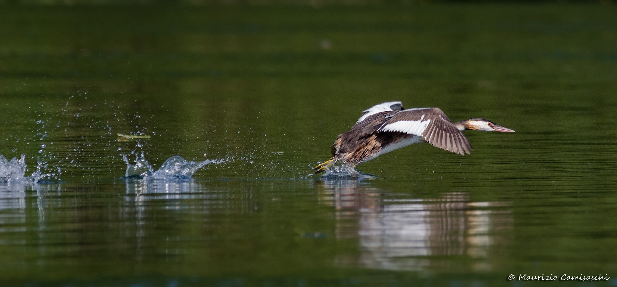 Svasso maggiore in partenza