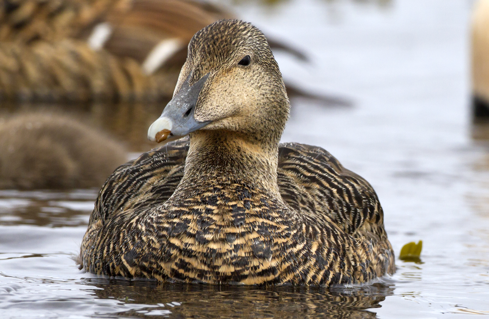 Female Eider