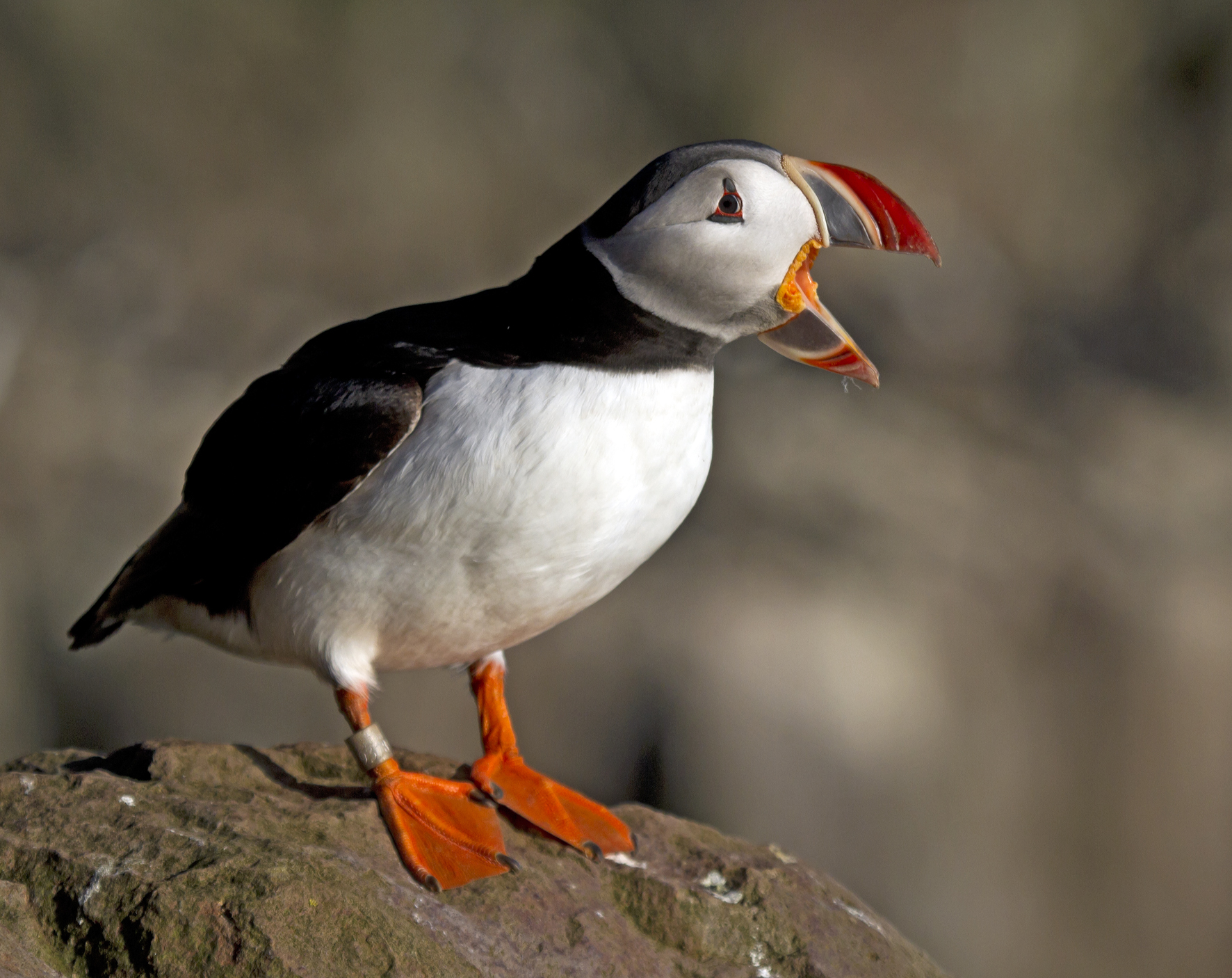 Quando si dice il becco!