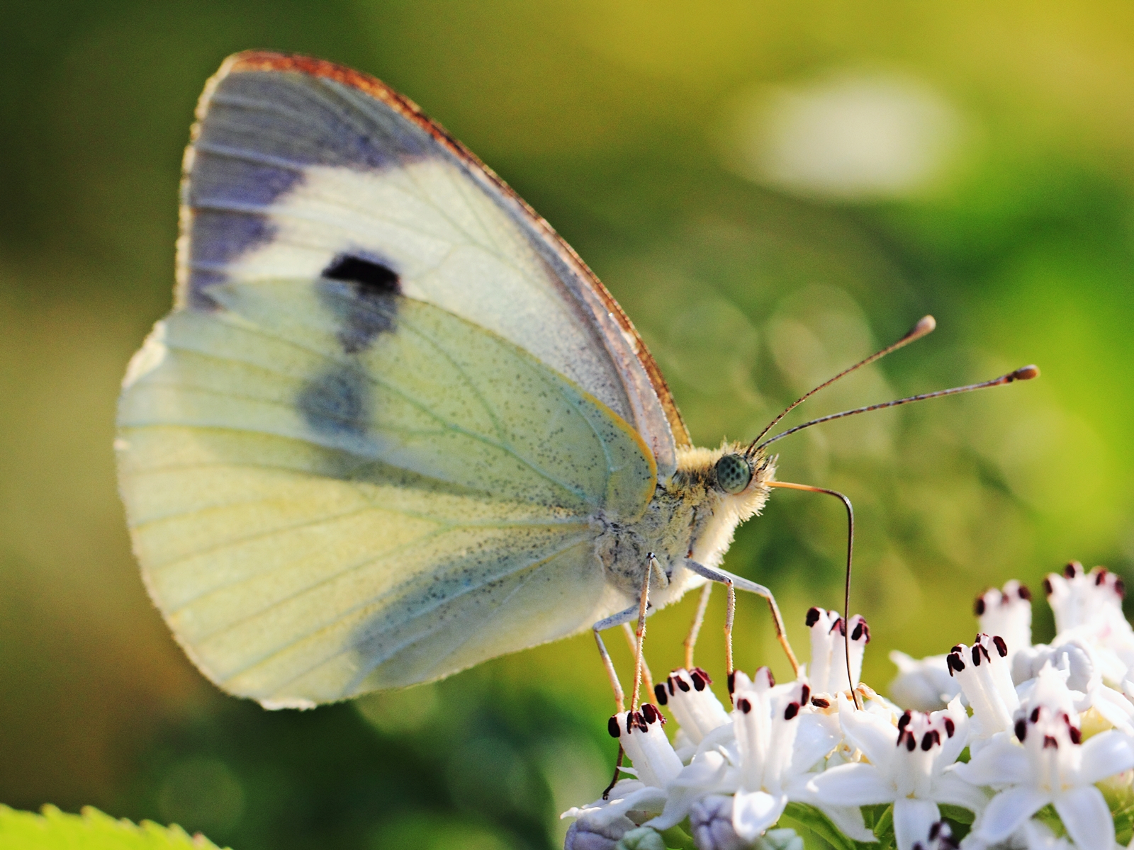 Pieris brassicae.