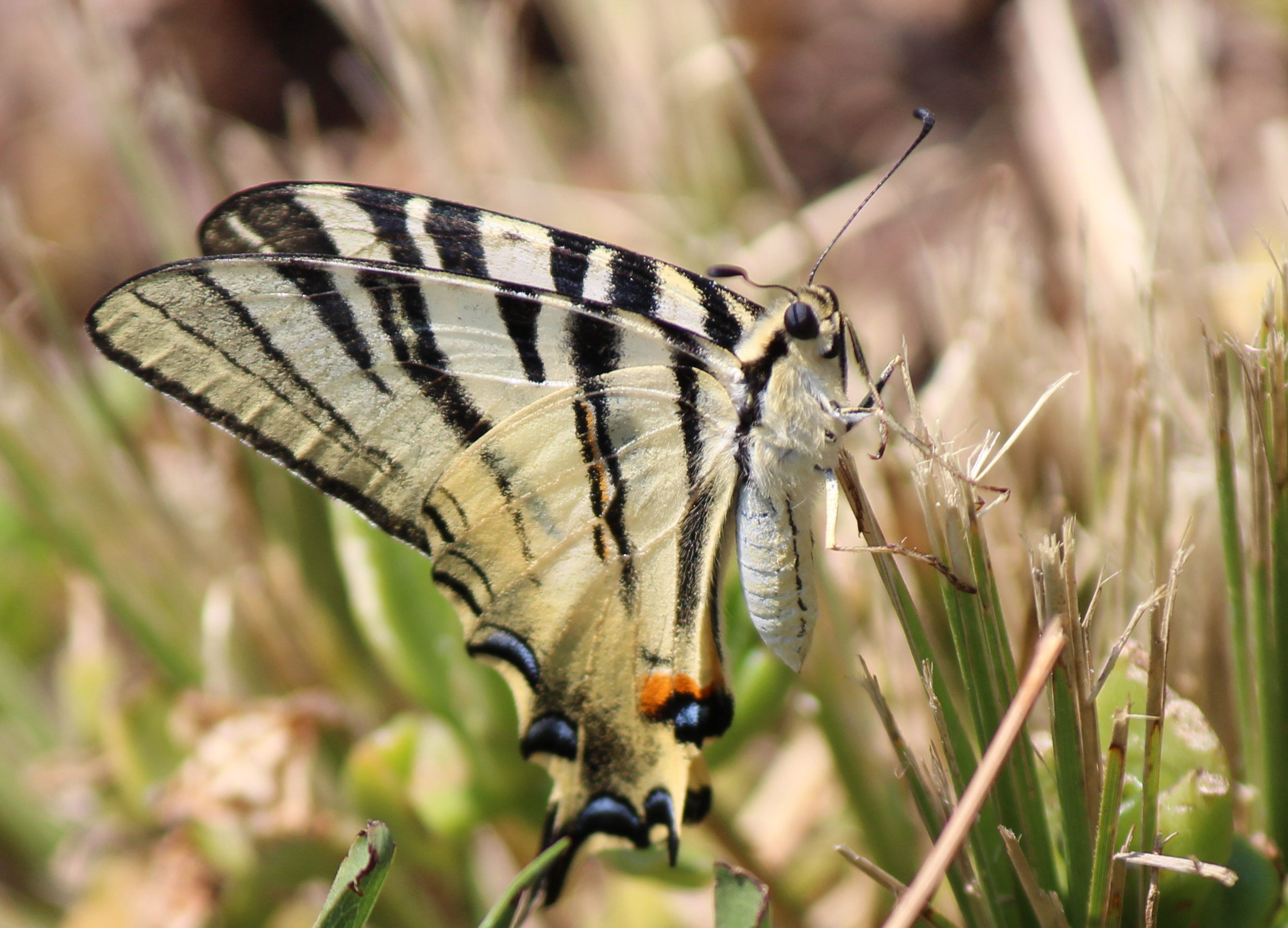 papilio machaon