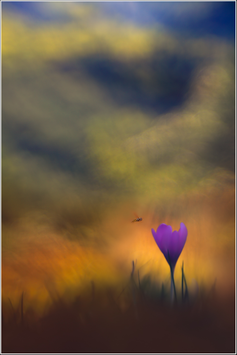 Sirfide e Colchico...