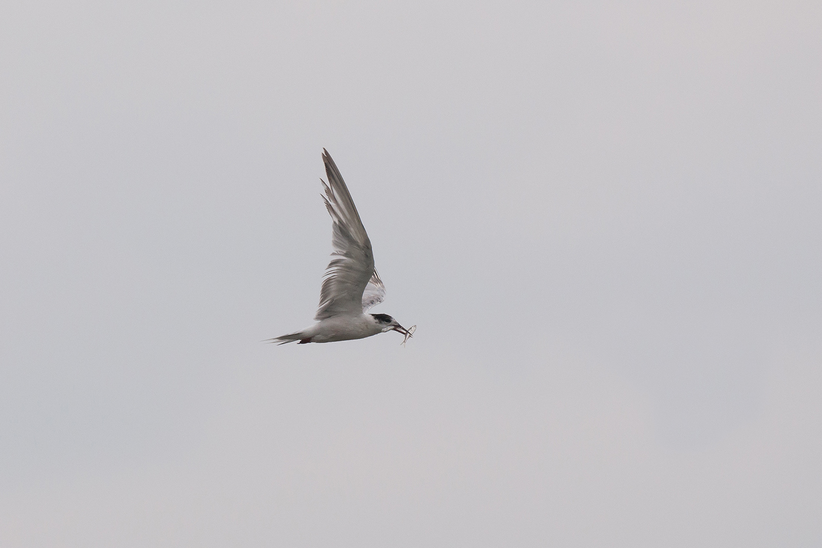 Two is better than one!