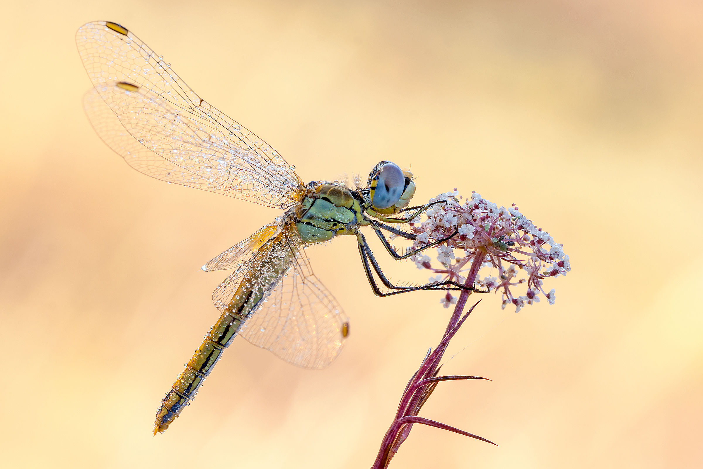 Sympetrum Fonscolombii