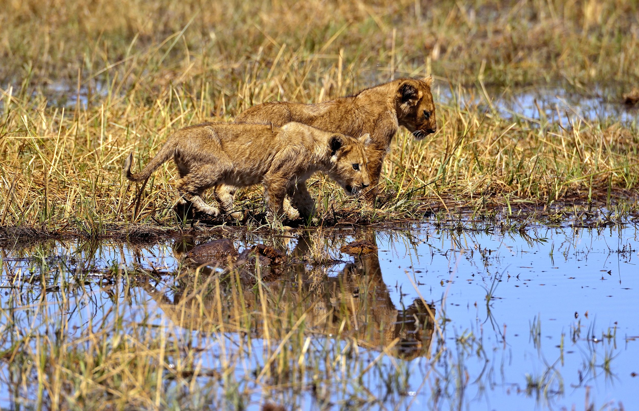 ...sembra facile....