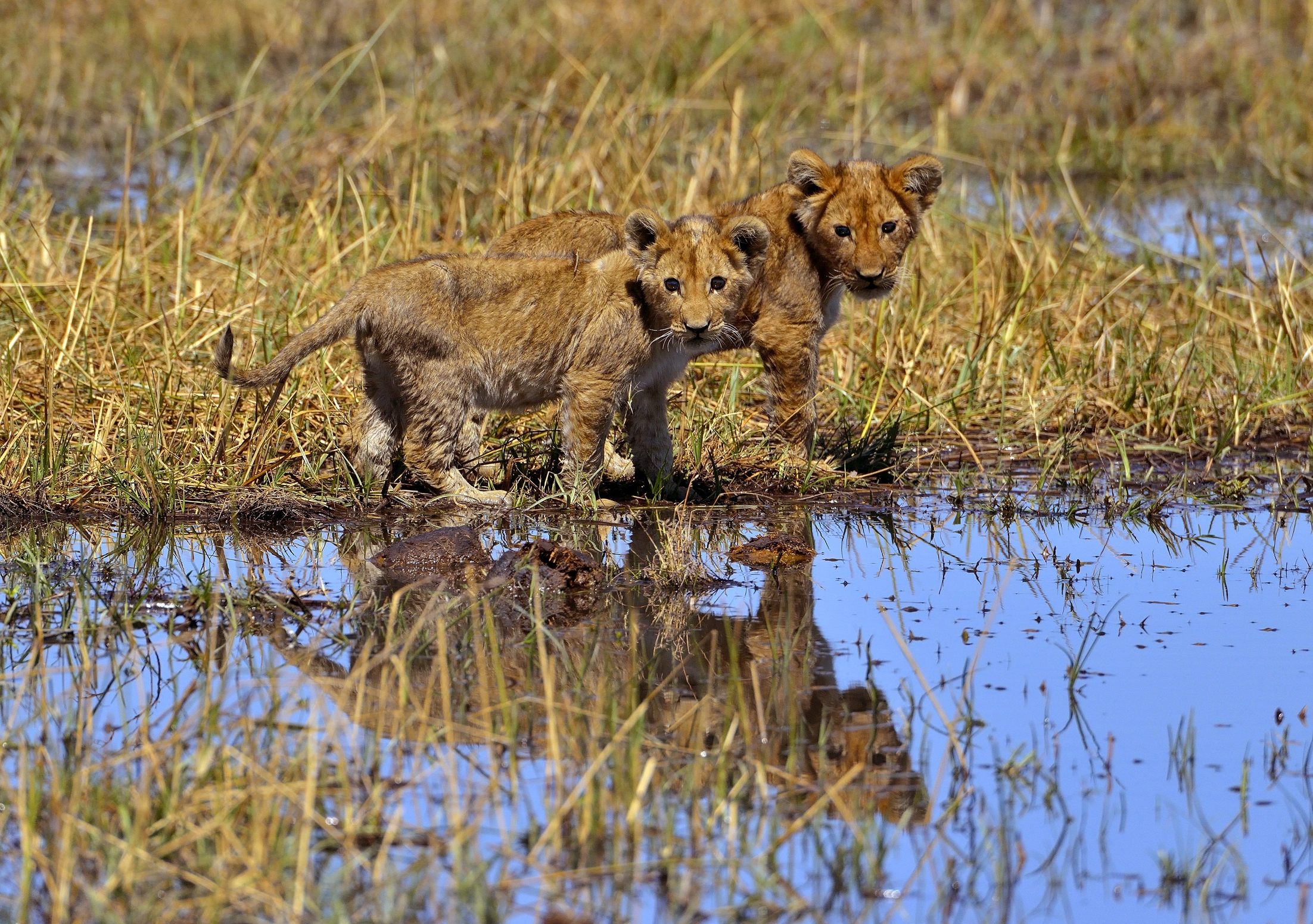 ...mamma l'acqua....