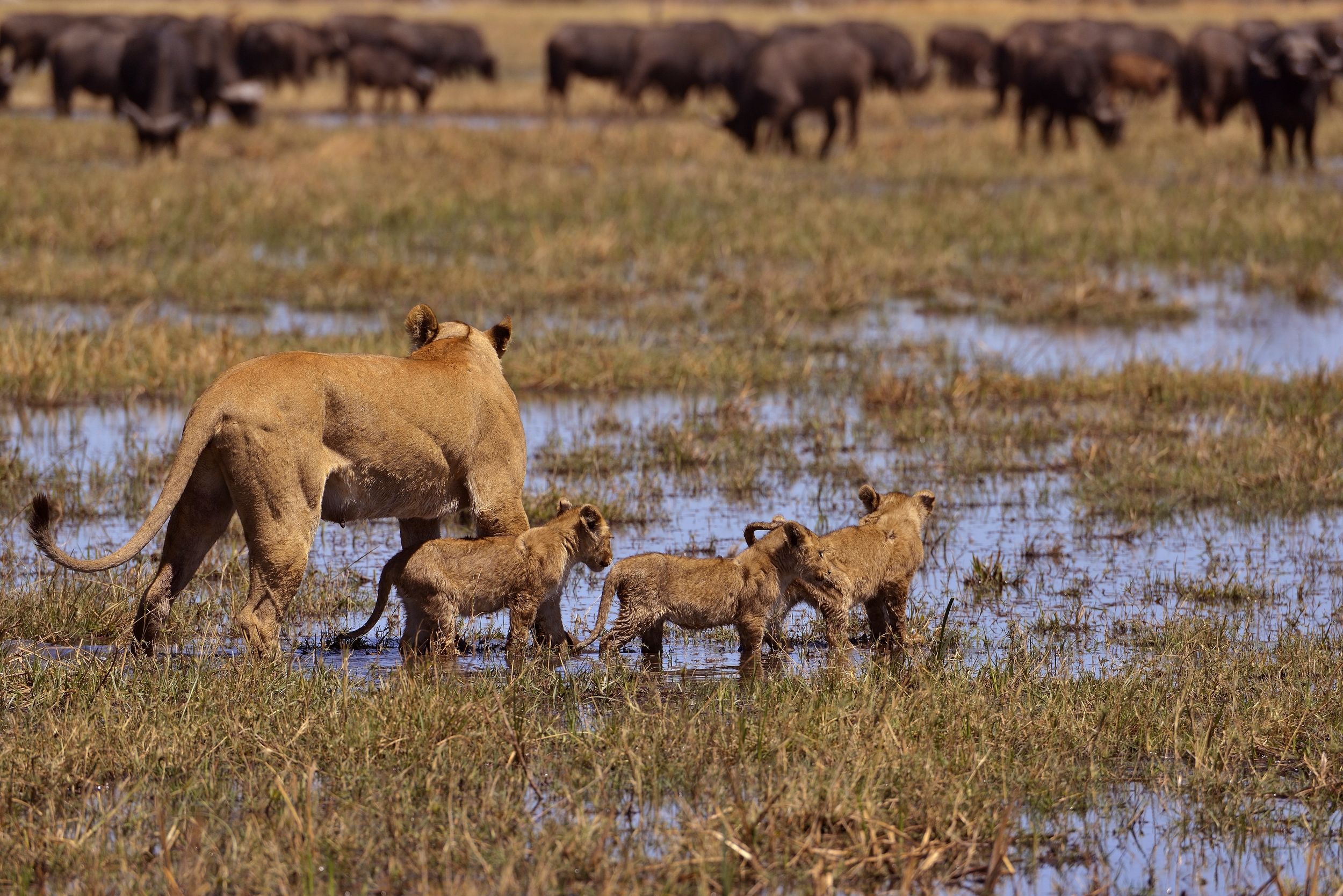 ..controlliamo la situazione...