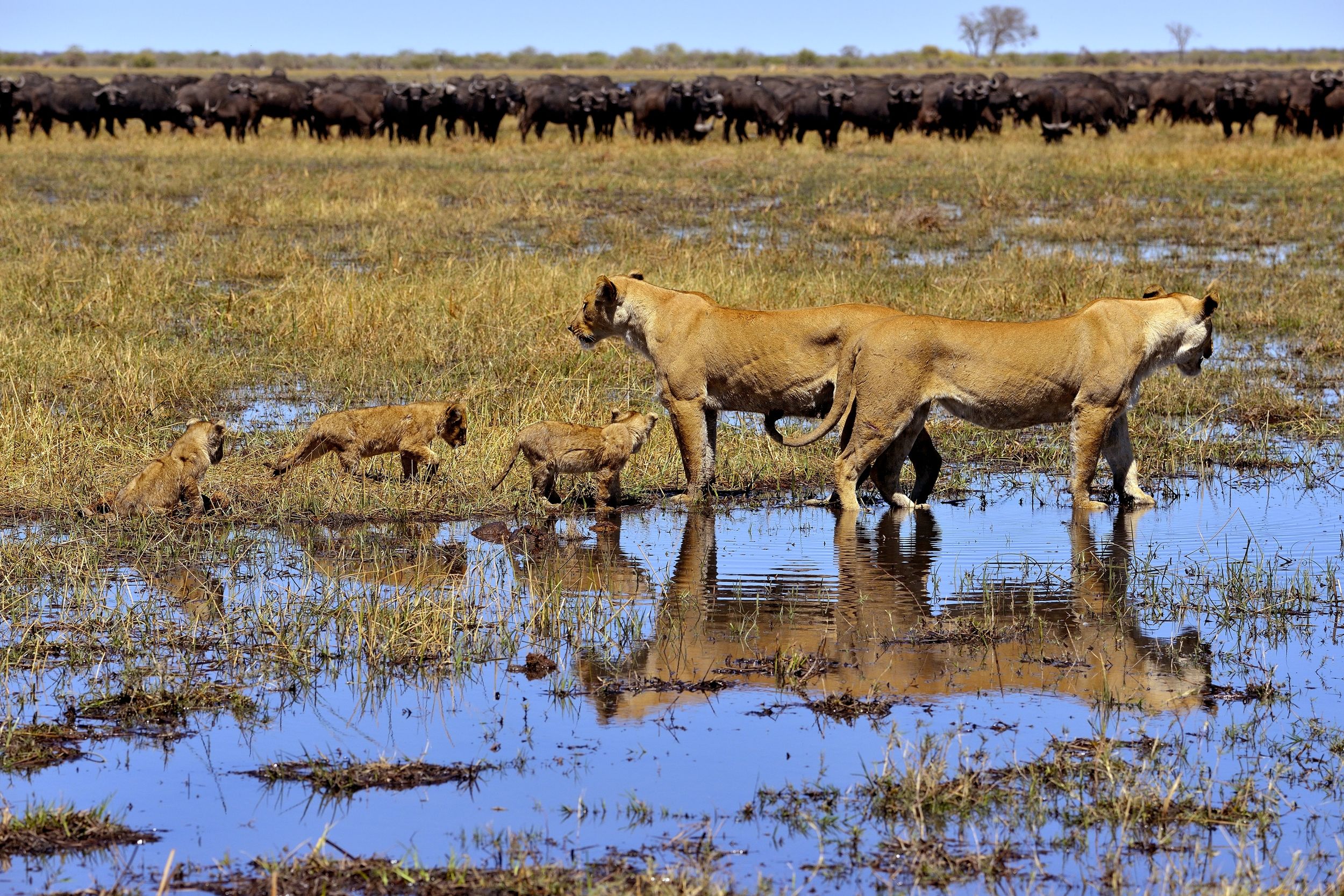 ...si devono allontanare i cuccioli ......