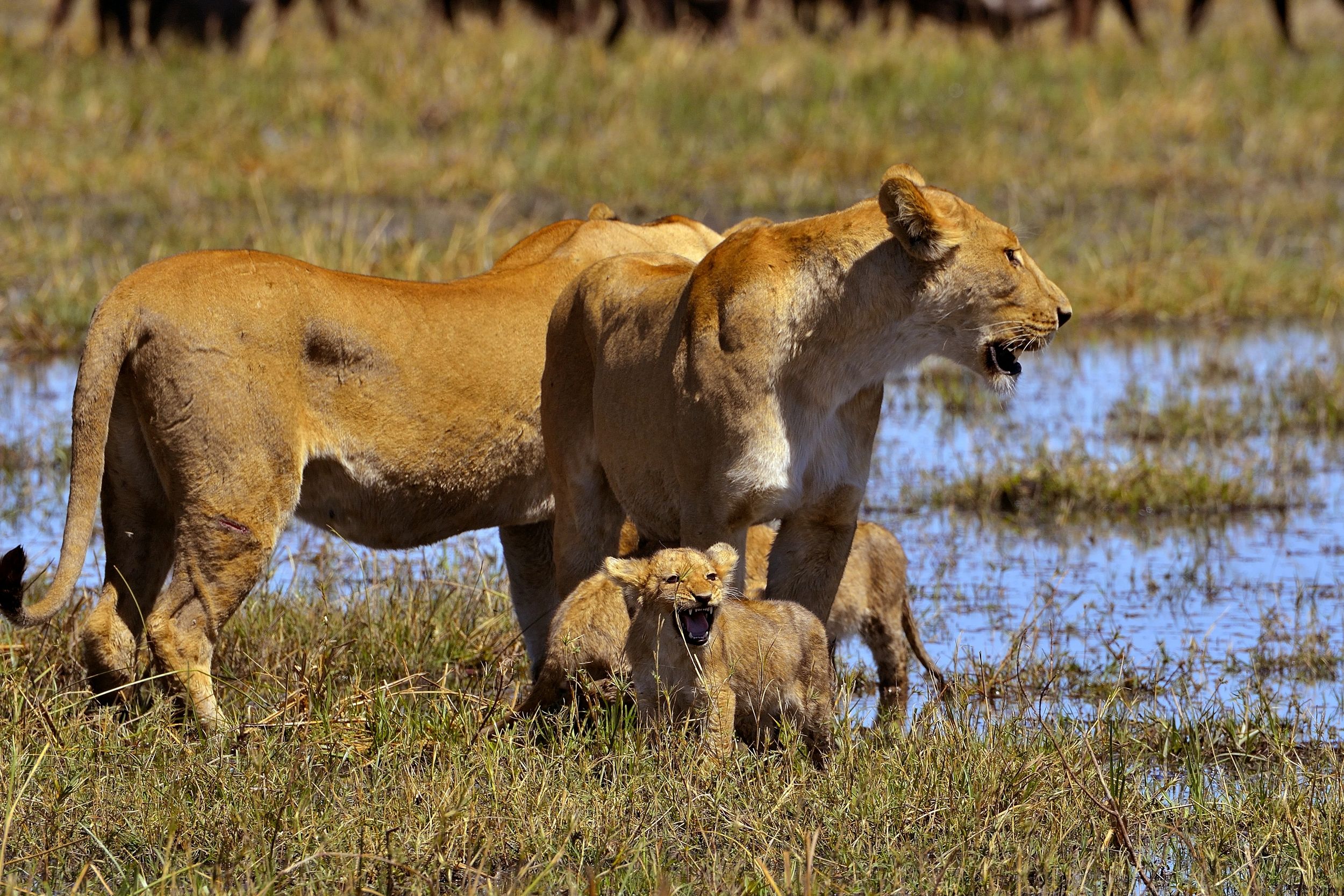 ...ma che rabbia sti bufali....