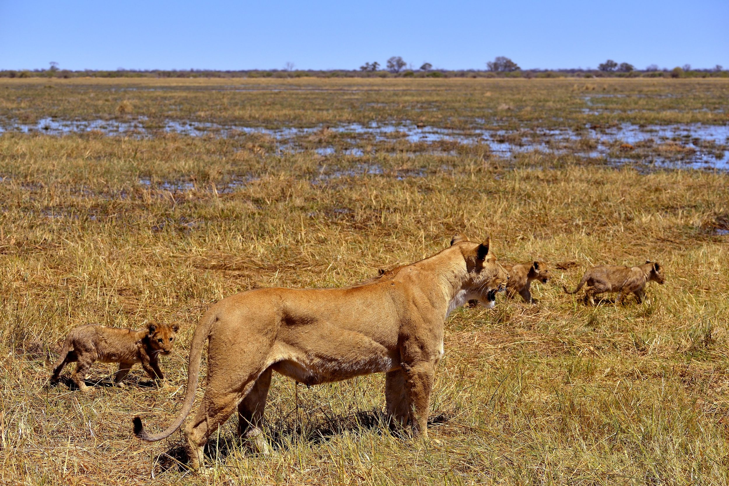...ora siamo al sicuro....