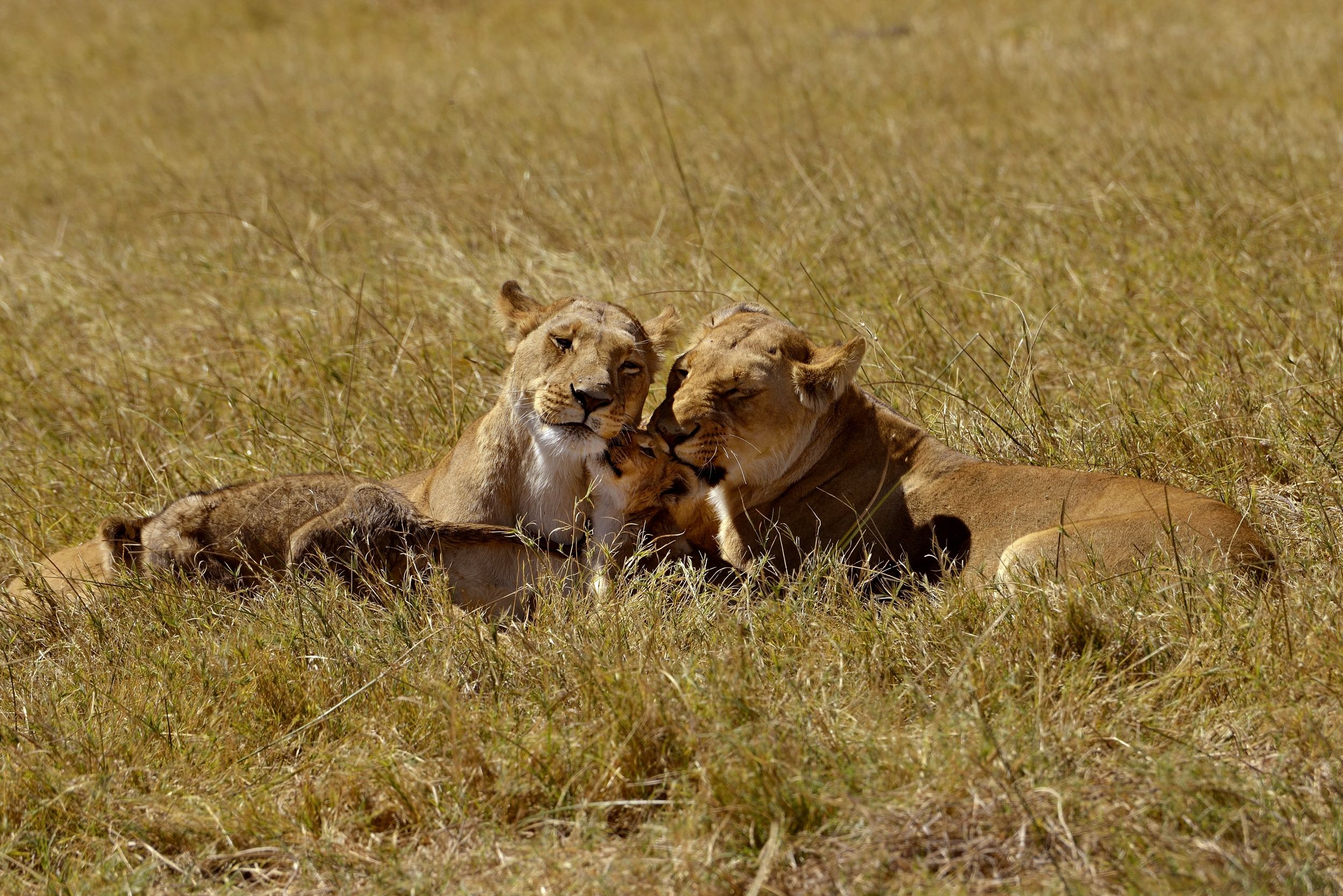...adesso rinsaldiamo il nostro affetto