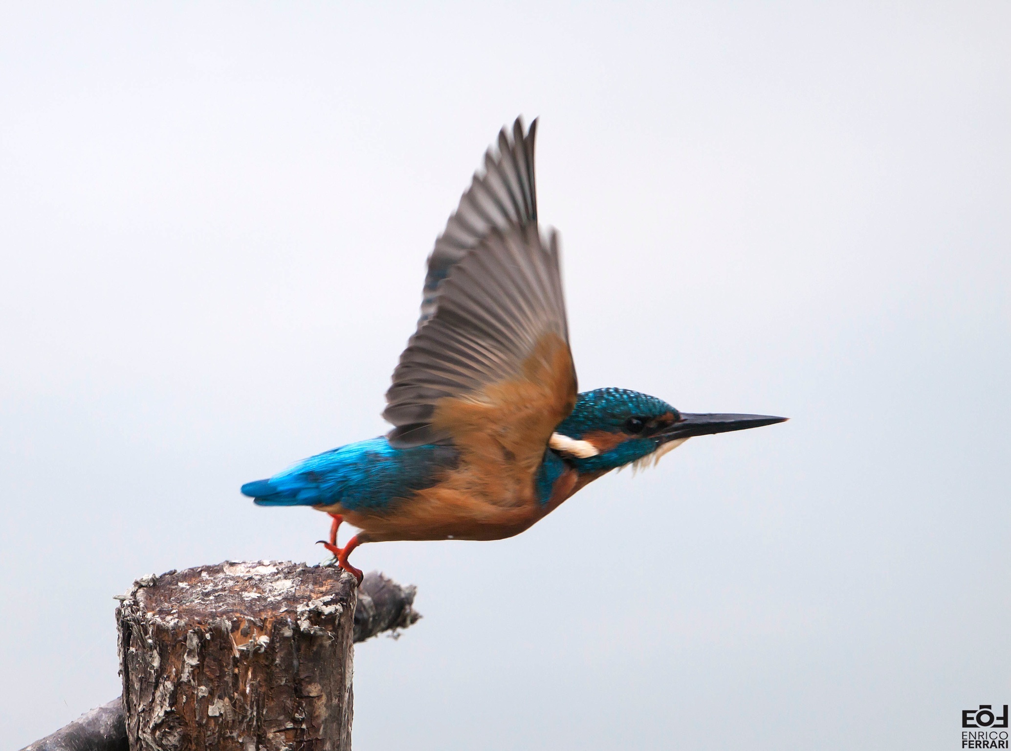 Partenza del Martino