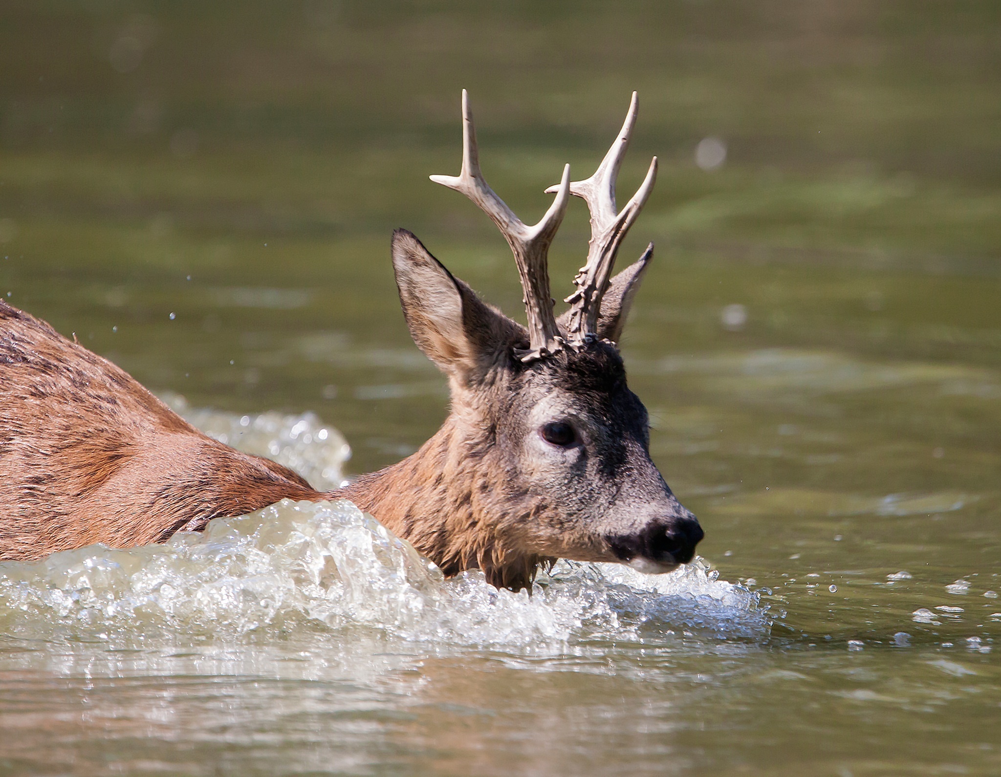 Capriolo nel acqua