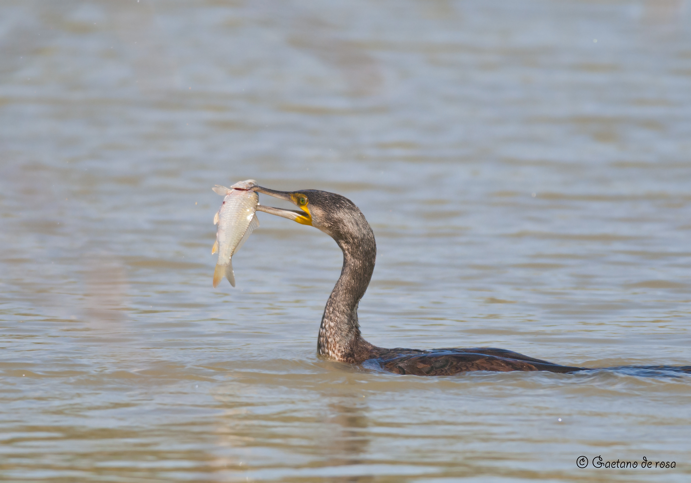 Cormorant with prey