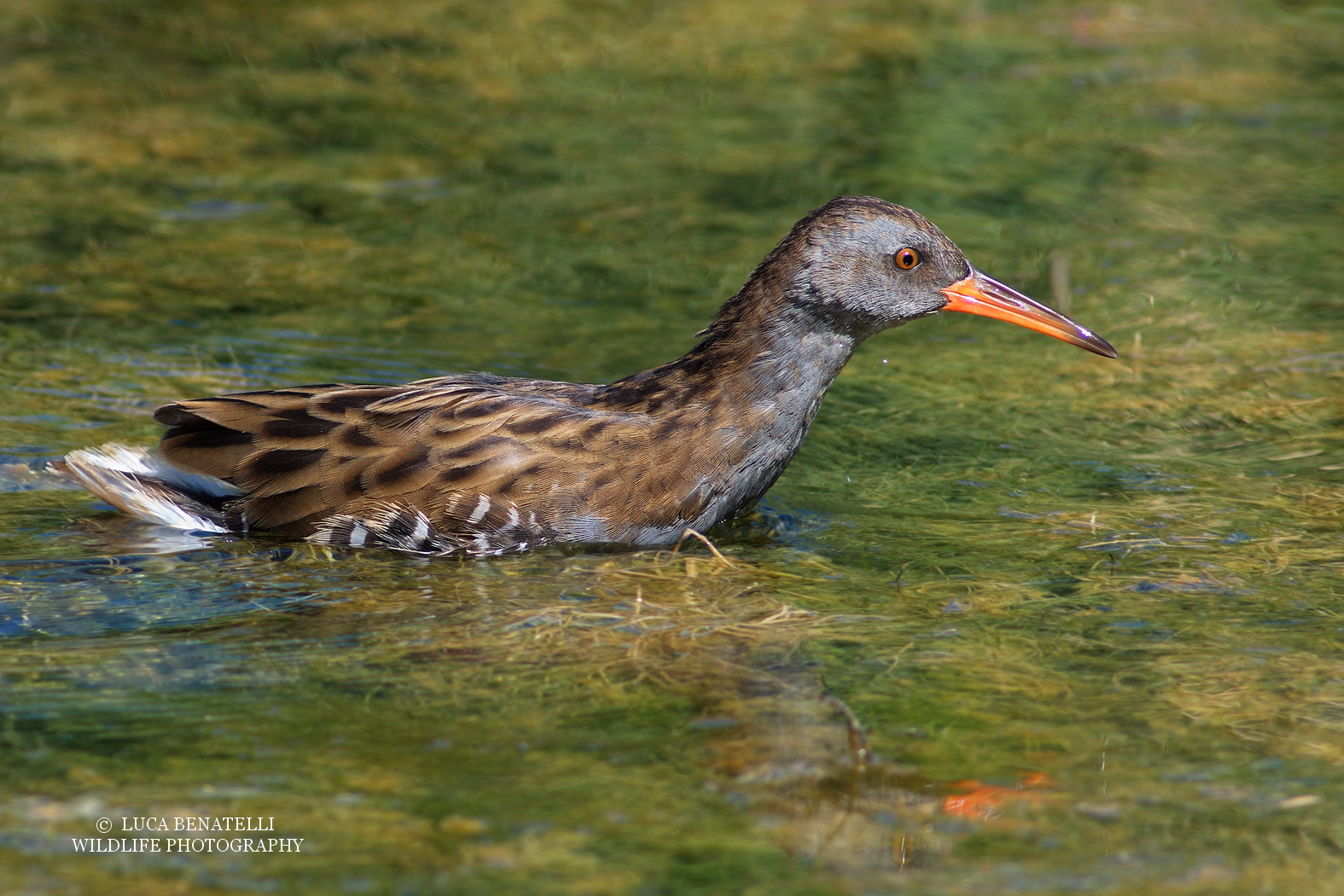 Water Rail