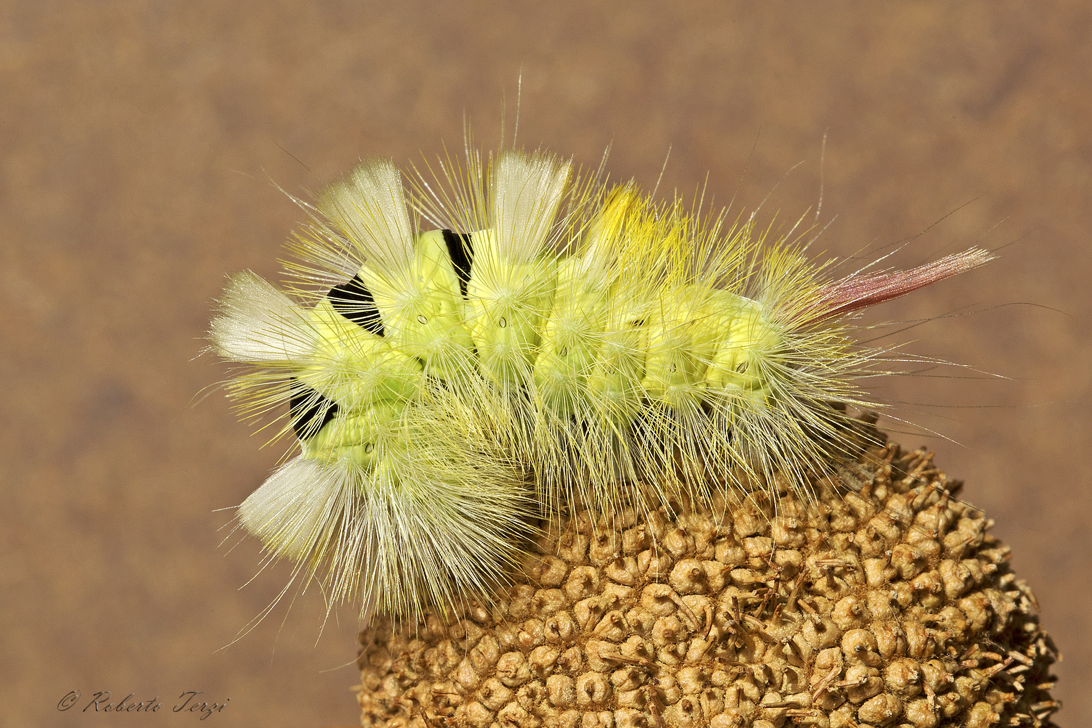 Calliteara pudibunda