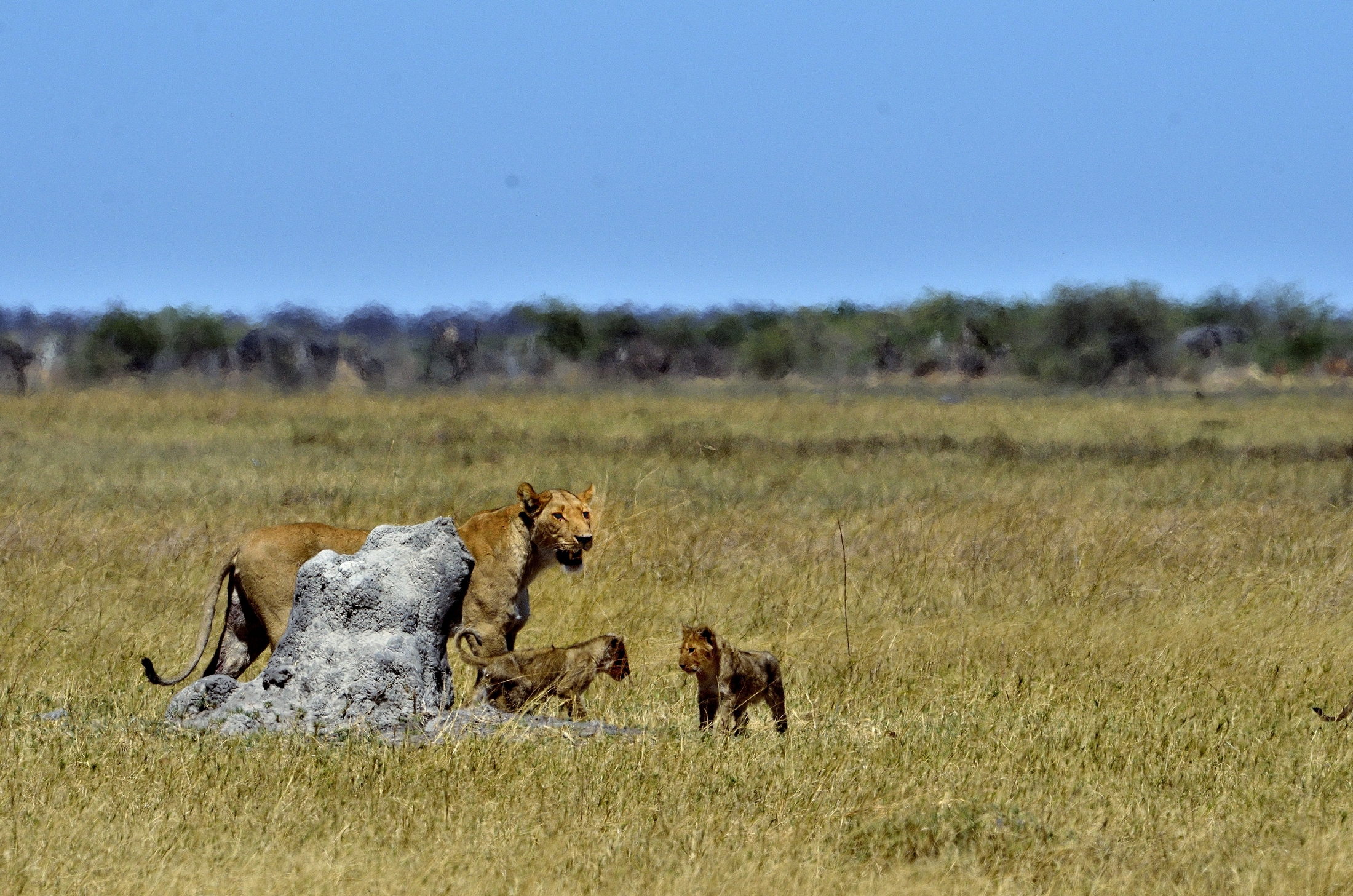 leonessa con cuccioli
