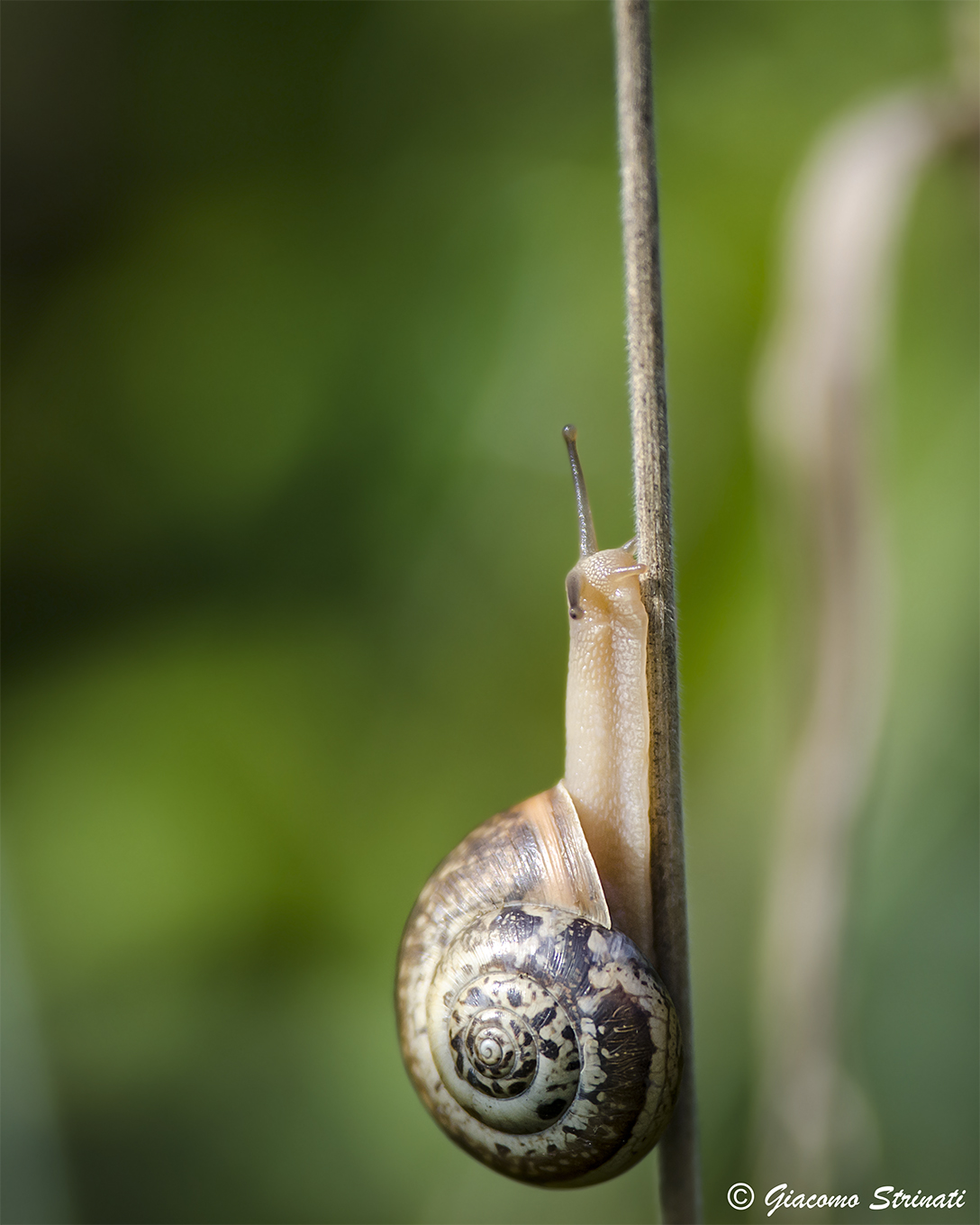 snail