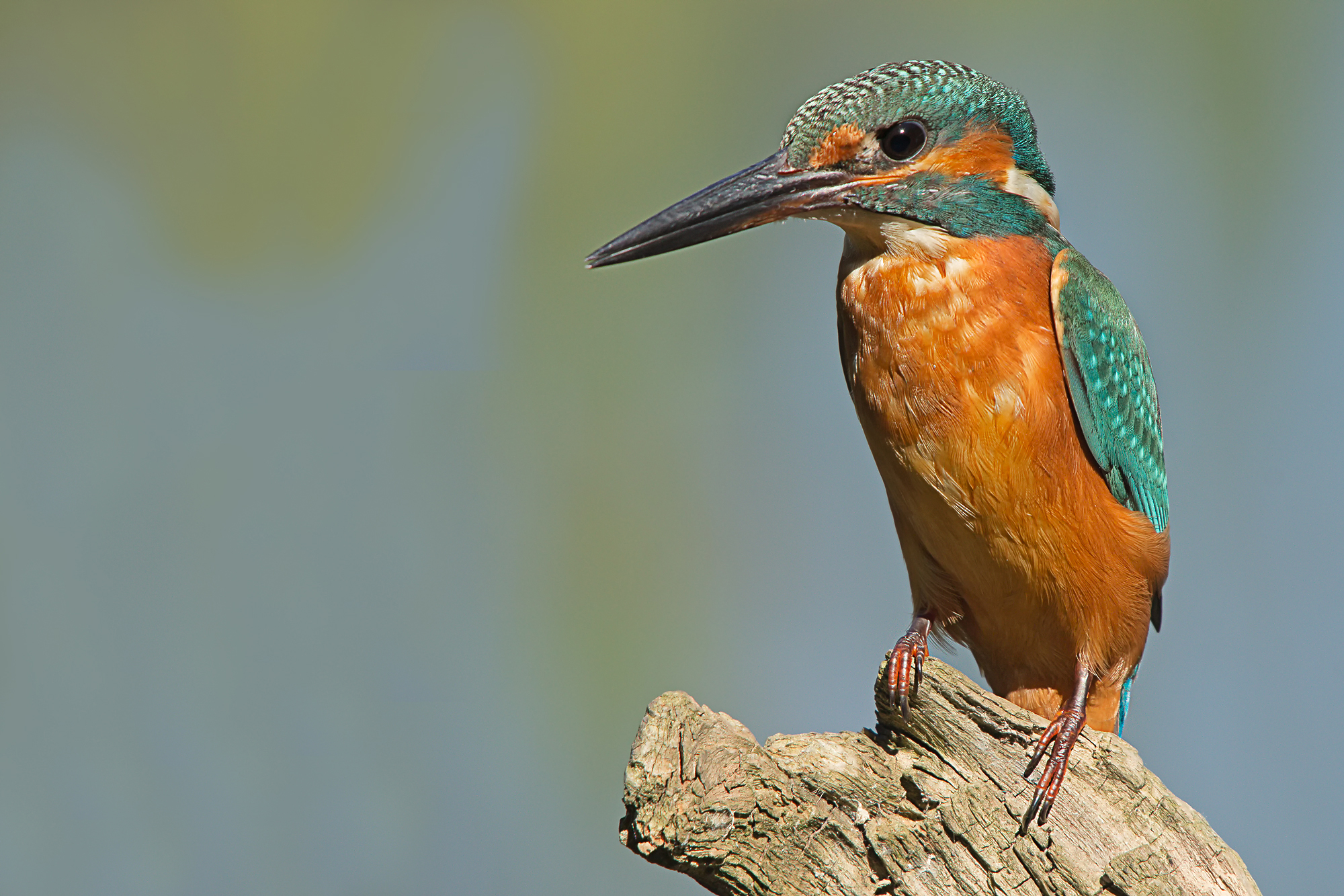 Kingfisher (Alcedo atthis)