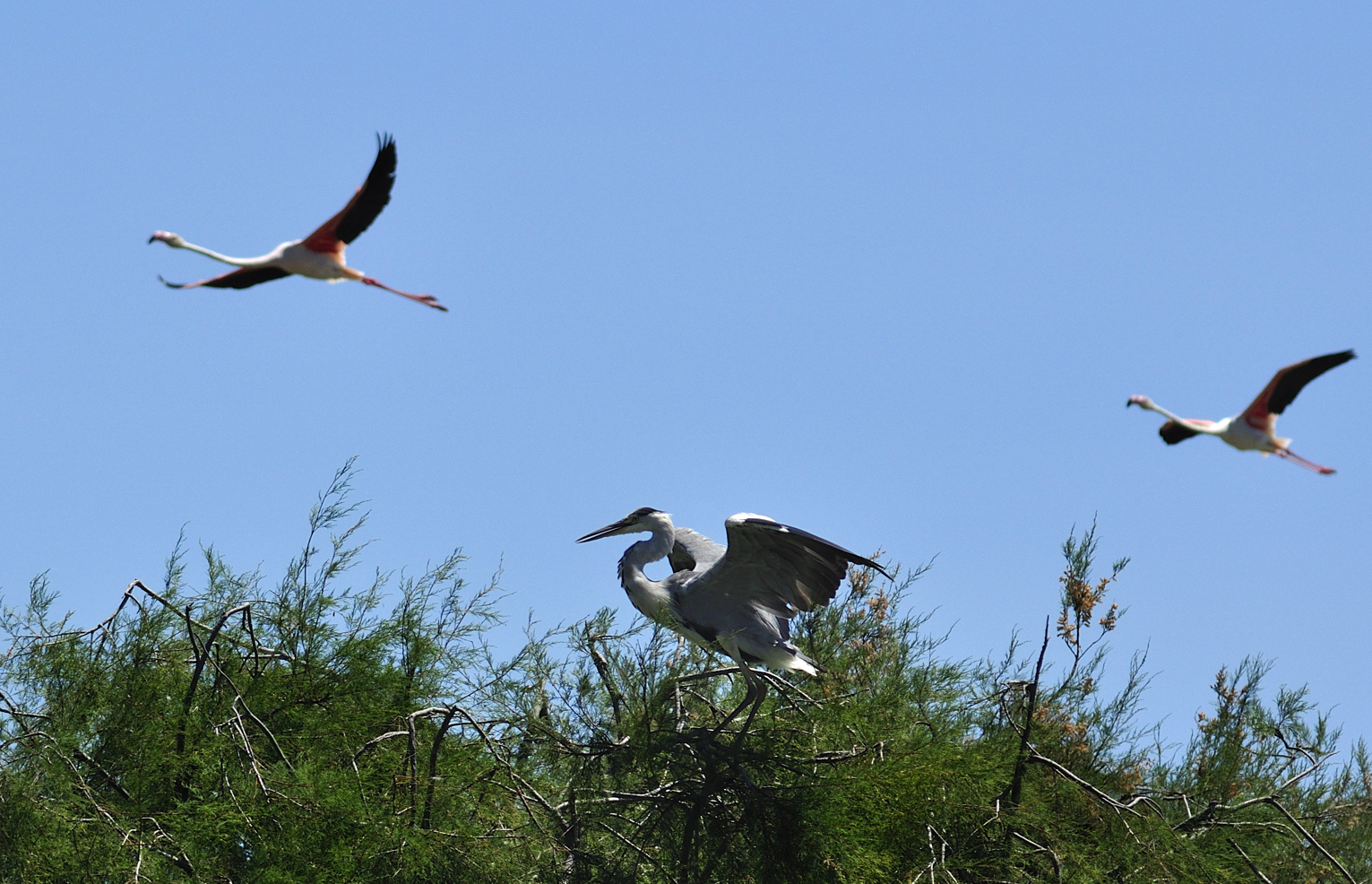 Egret and Flamingos