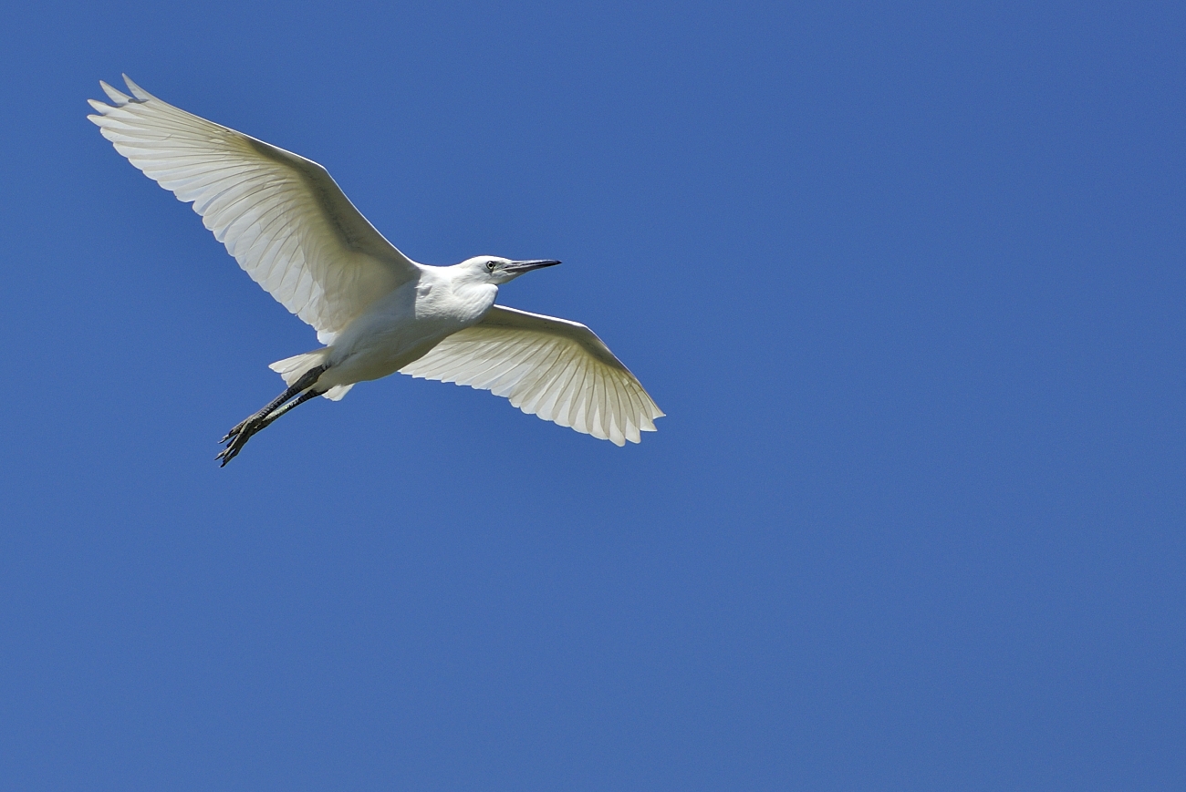 Egret in flight