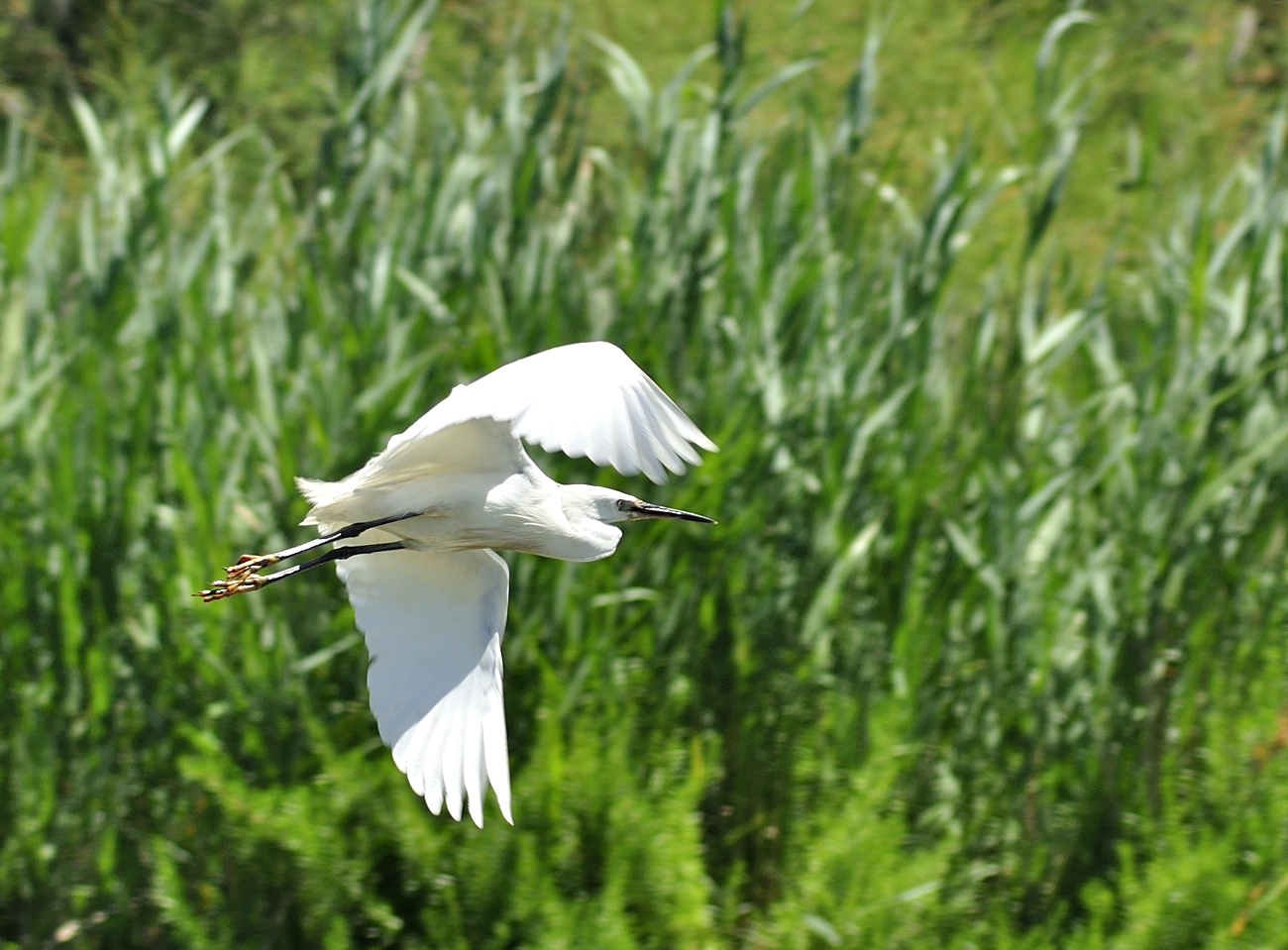 Egret in flight