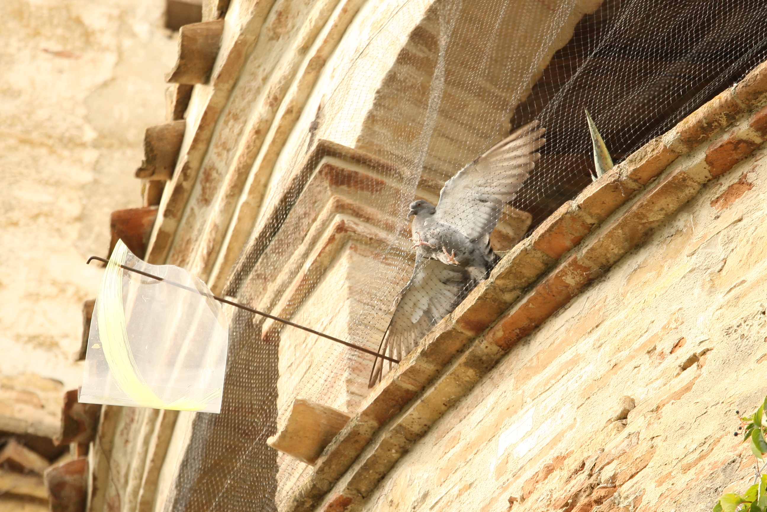 The pigeon prisoner.