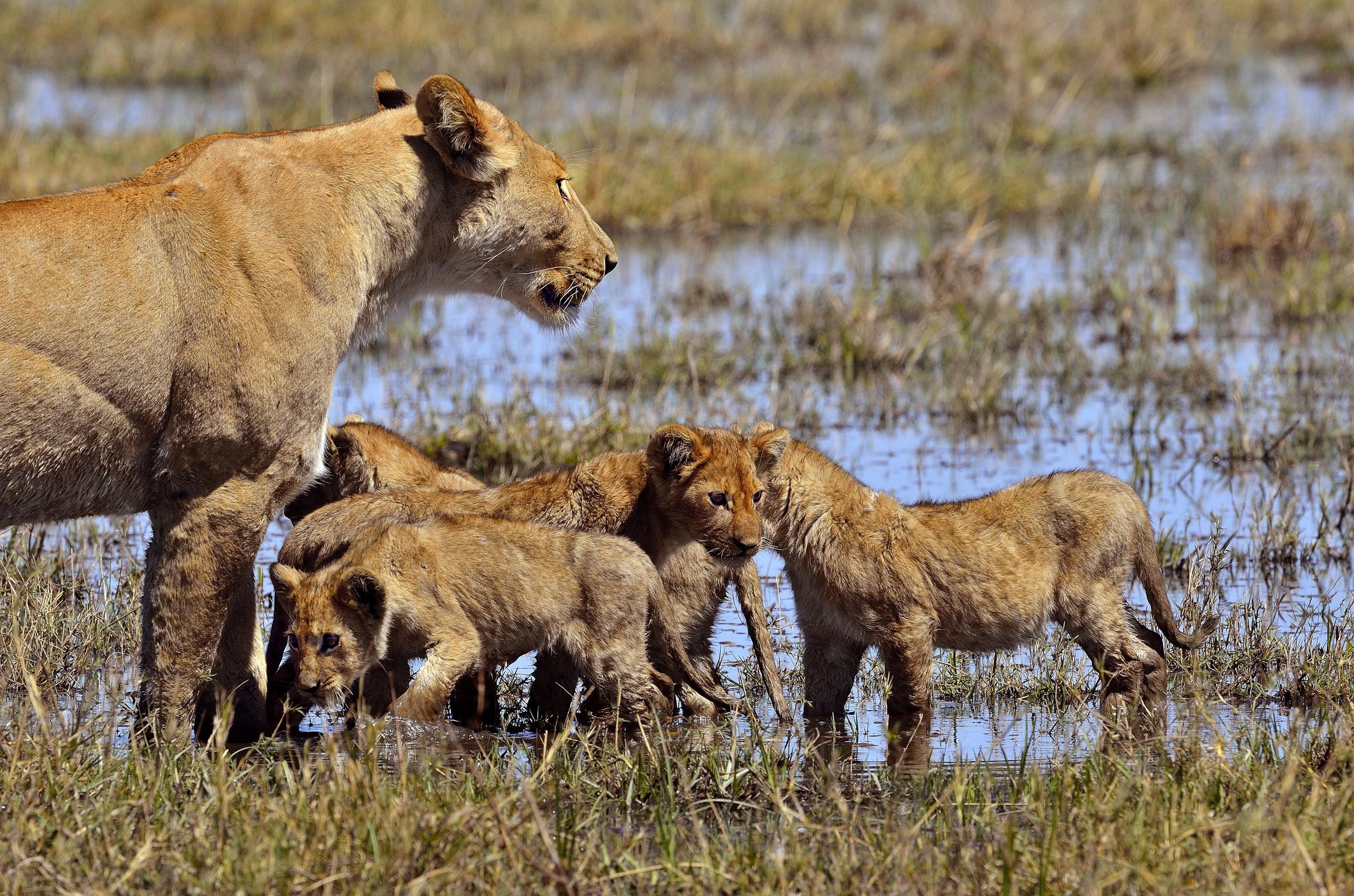 leonessa con cuccioli