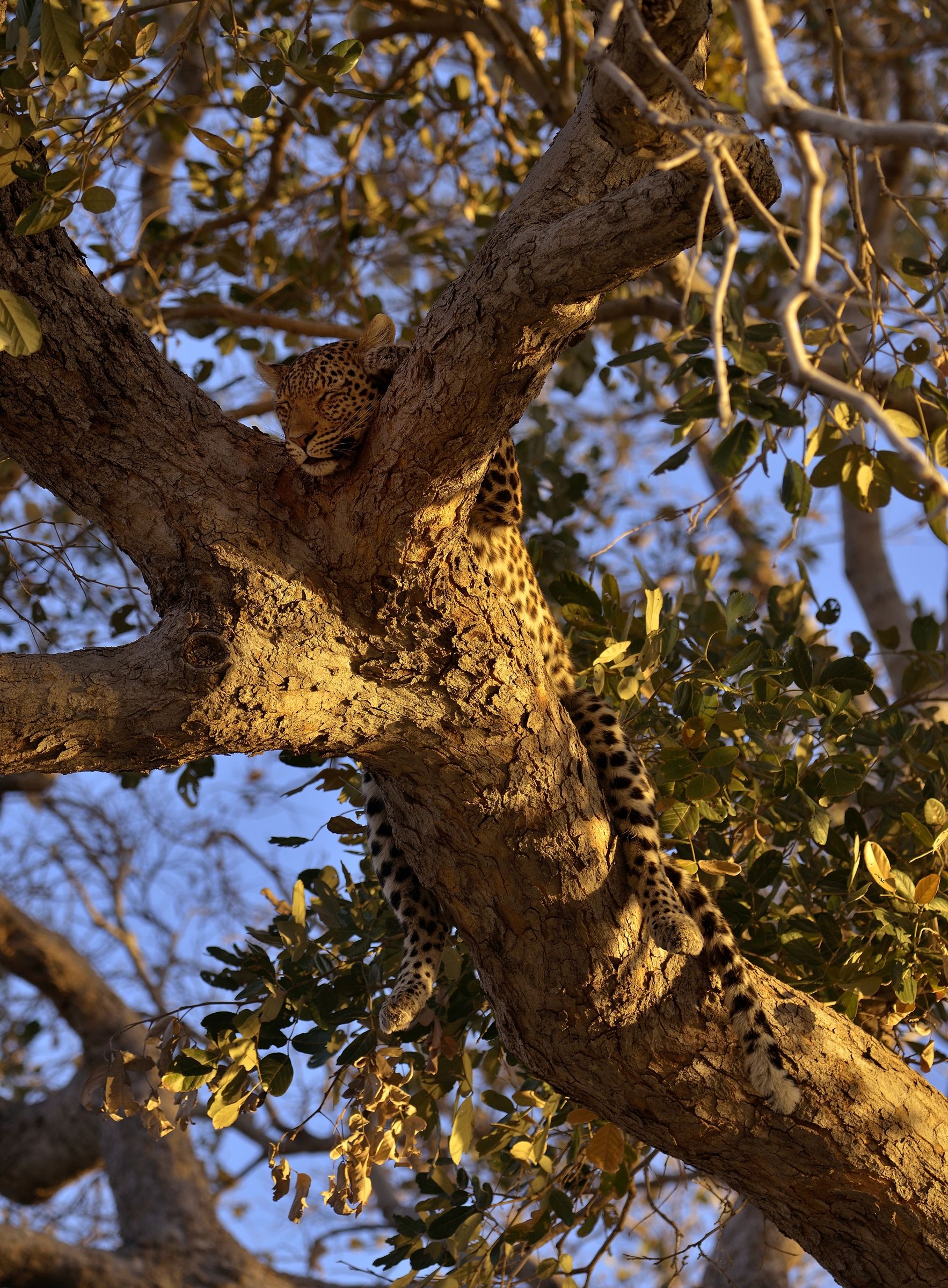Savuti - leopardo che dorme