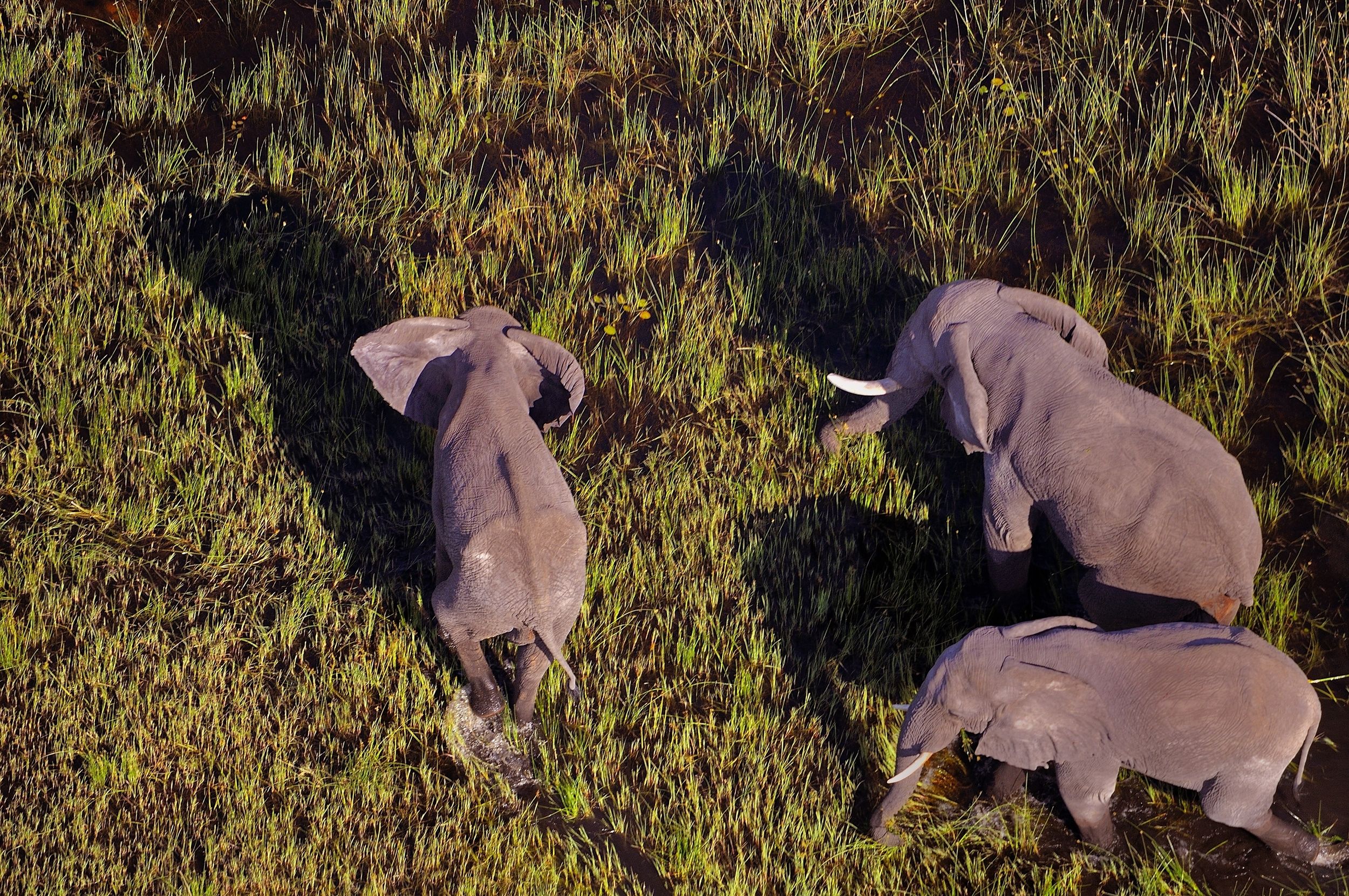 Delta dell'Okavango - elefanti