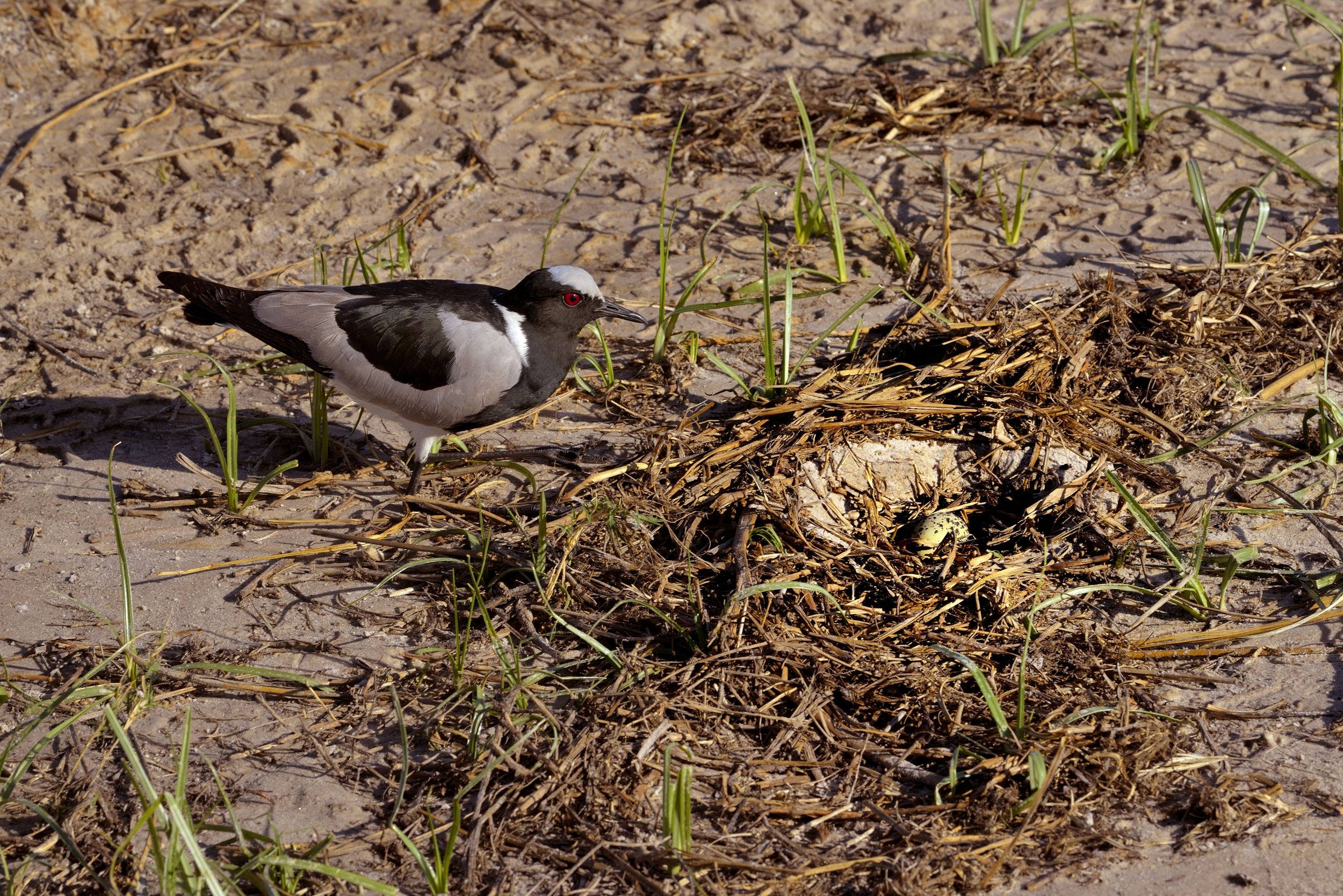 Savuti - Pavoncella fabbro e nido