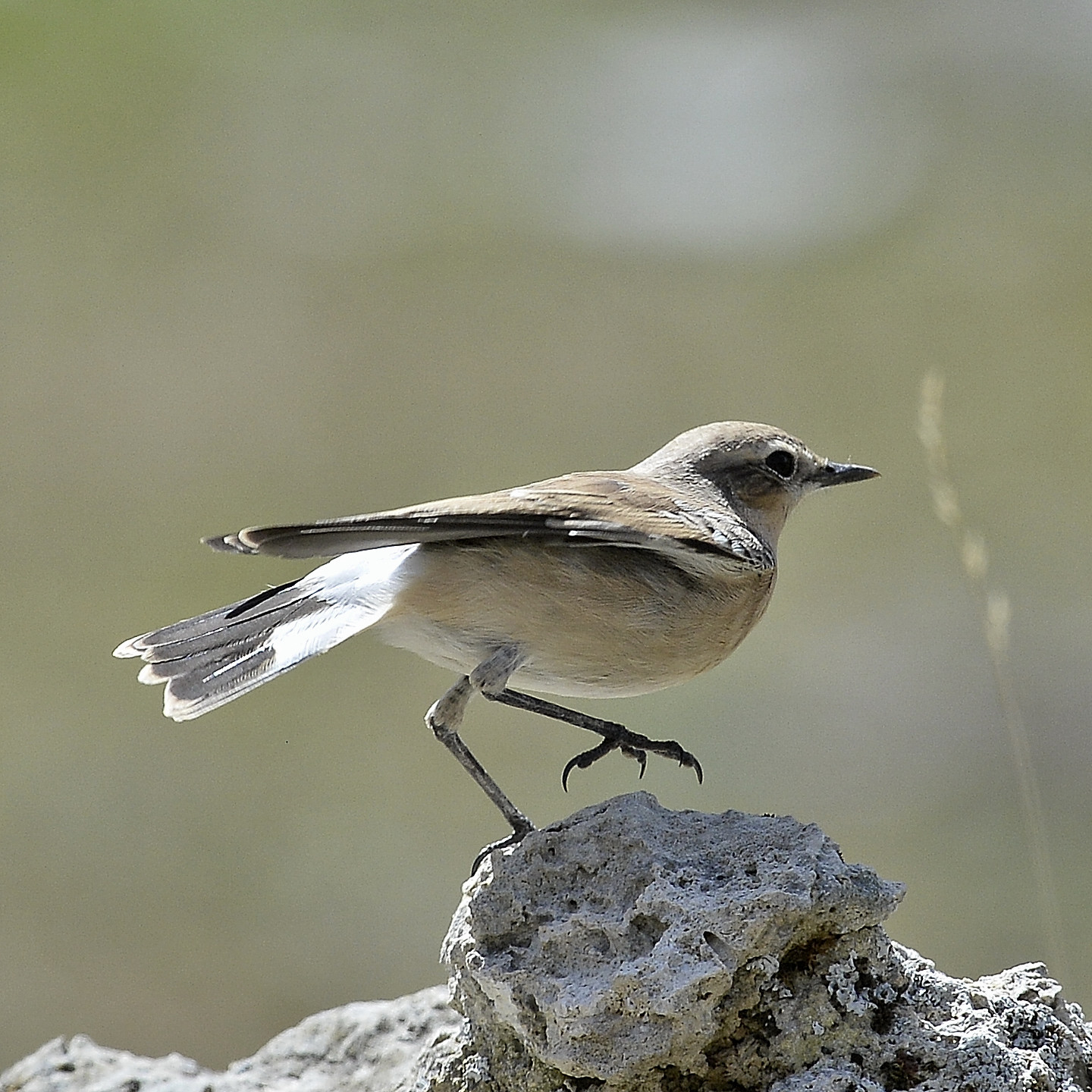 wheatear