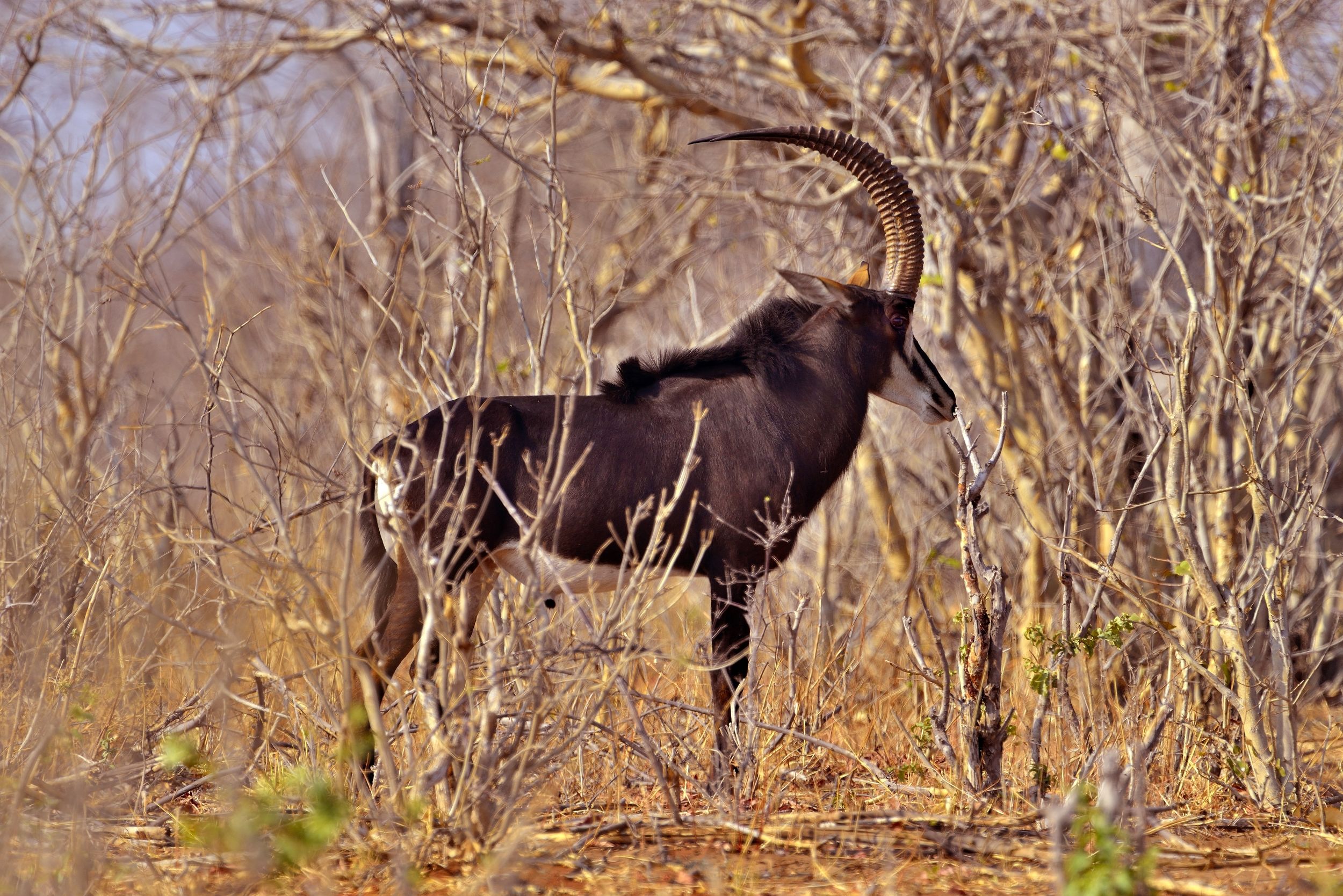 Chobe - sable antelope