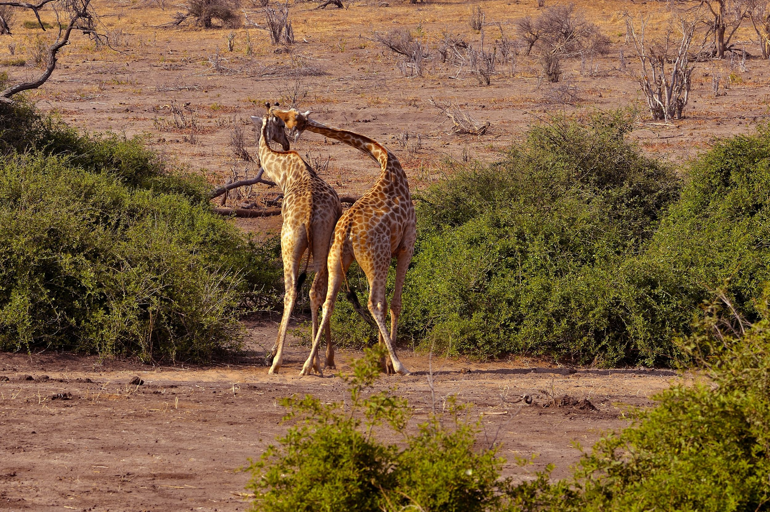 Chobe - giraffe