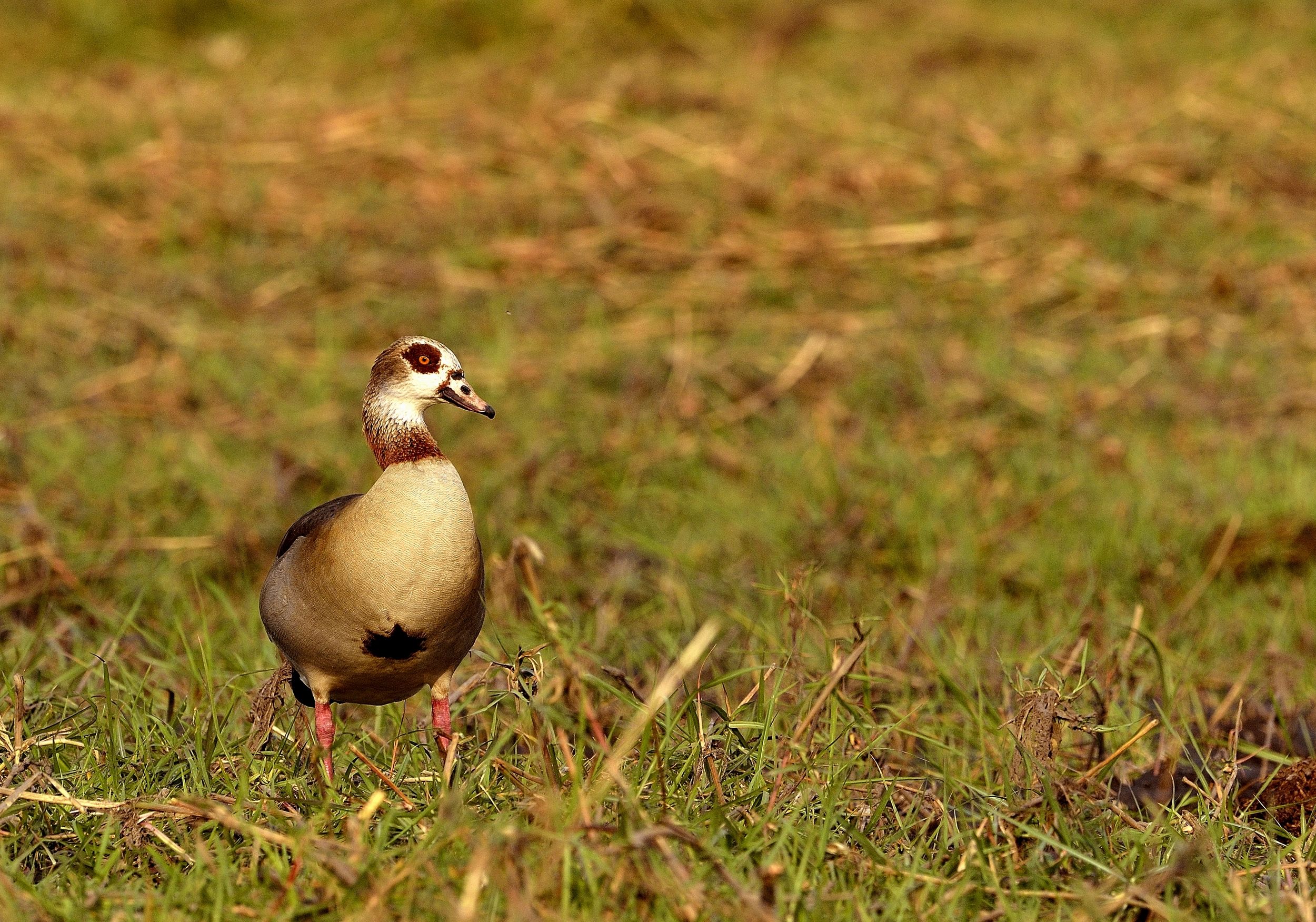 Chobe - Oca del Nilo