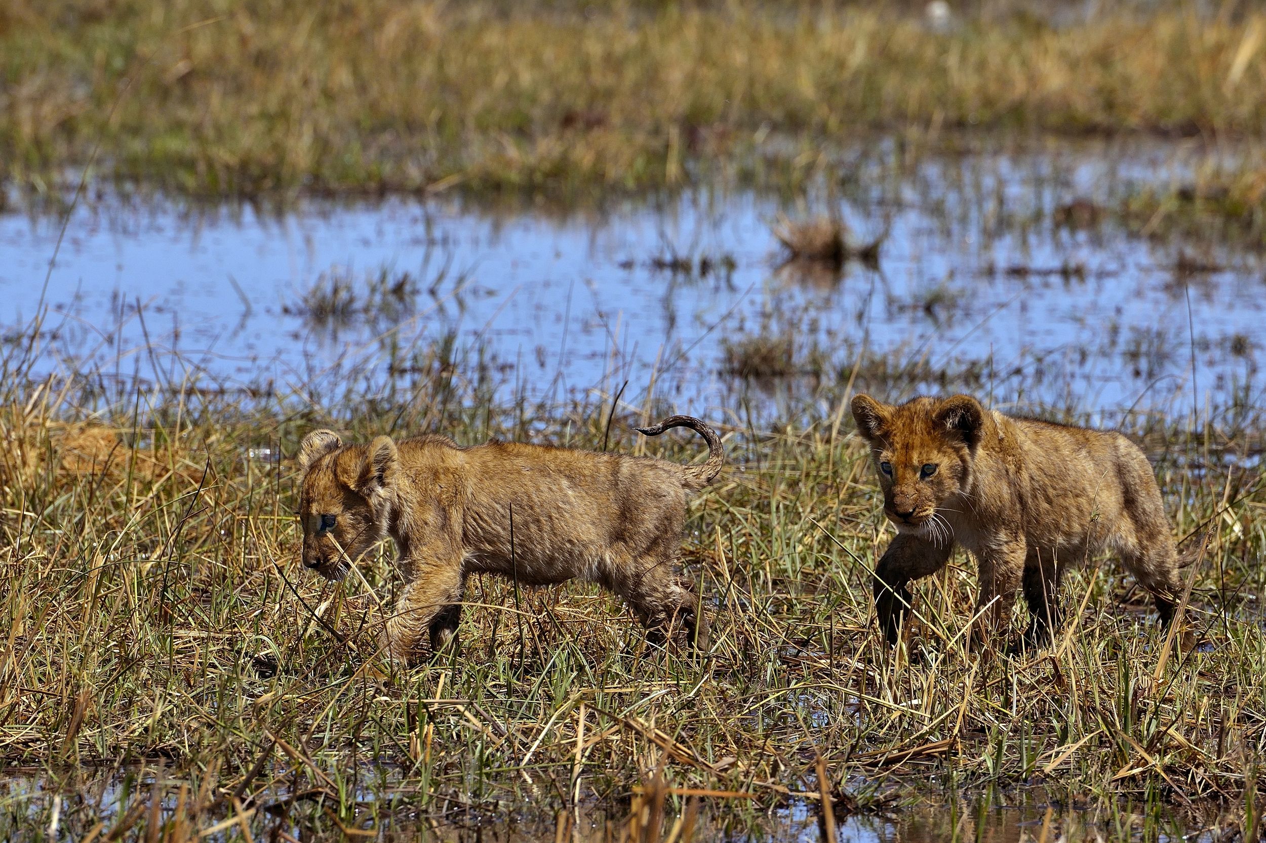 Savuti - cuccioli di leone