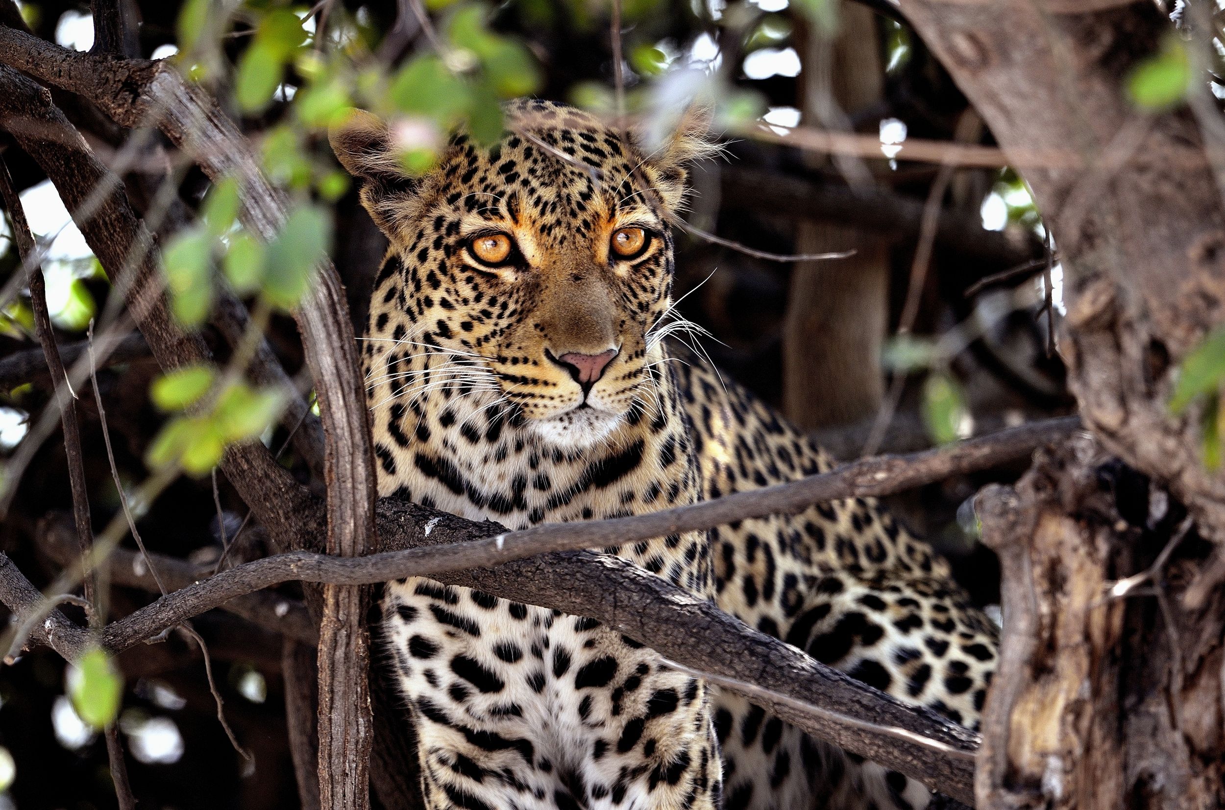 Chobe - leopardo
