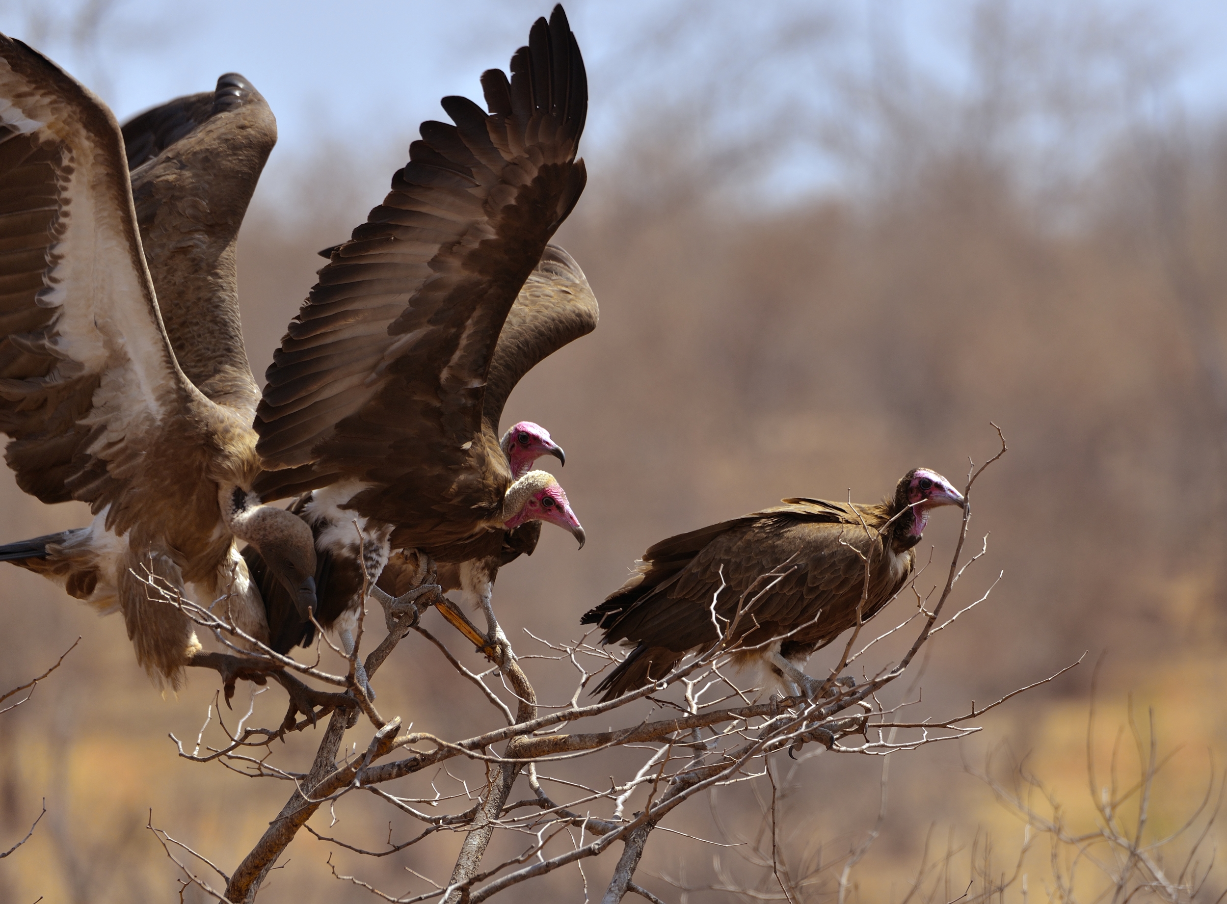 Zimbawue - Victoria falls - avvoltoi